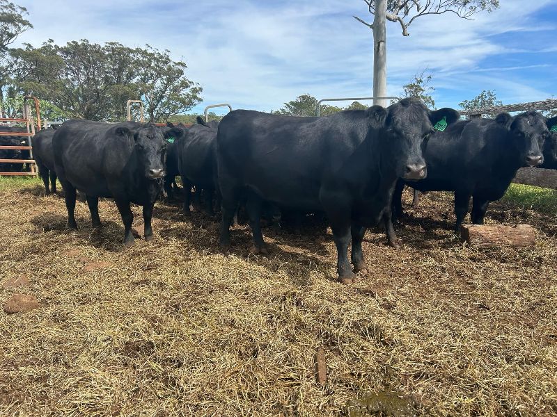 Ryan Fahey, Tyringham, NSW 2453