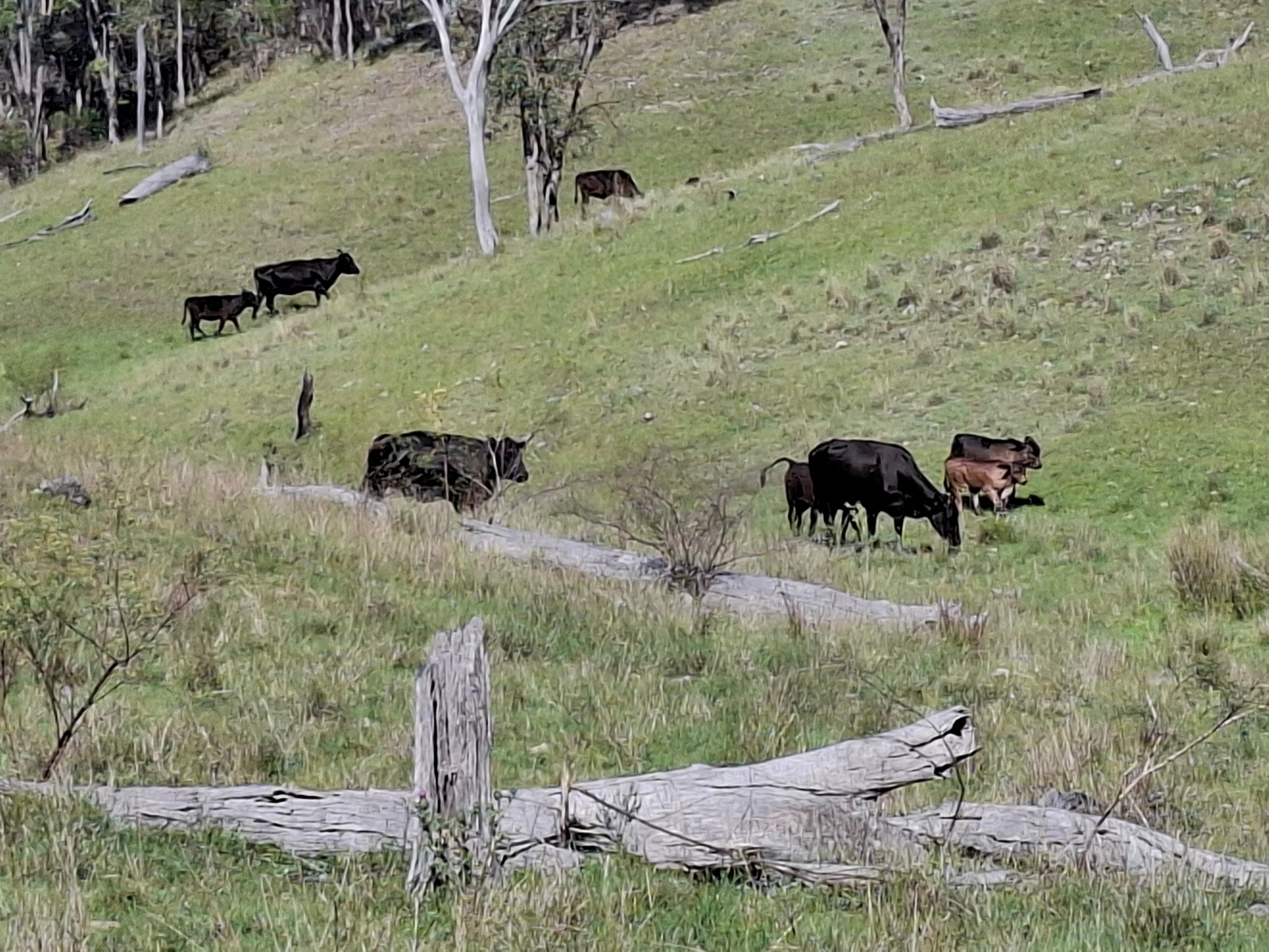 Lot 14 Silver Spur Redgate Road, TEXAS, NSW 4385