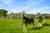 2712 South Head Road photo 5