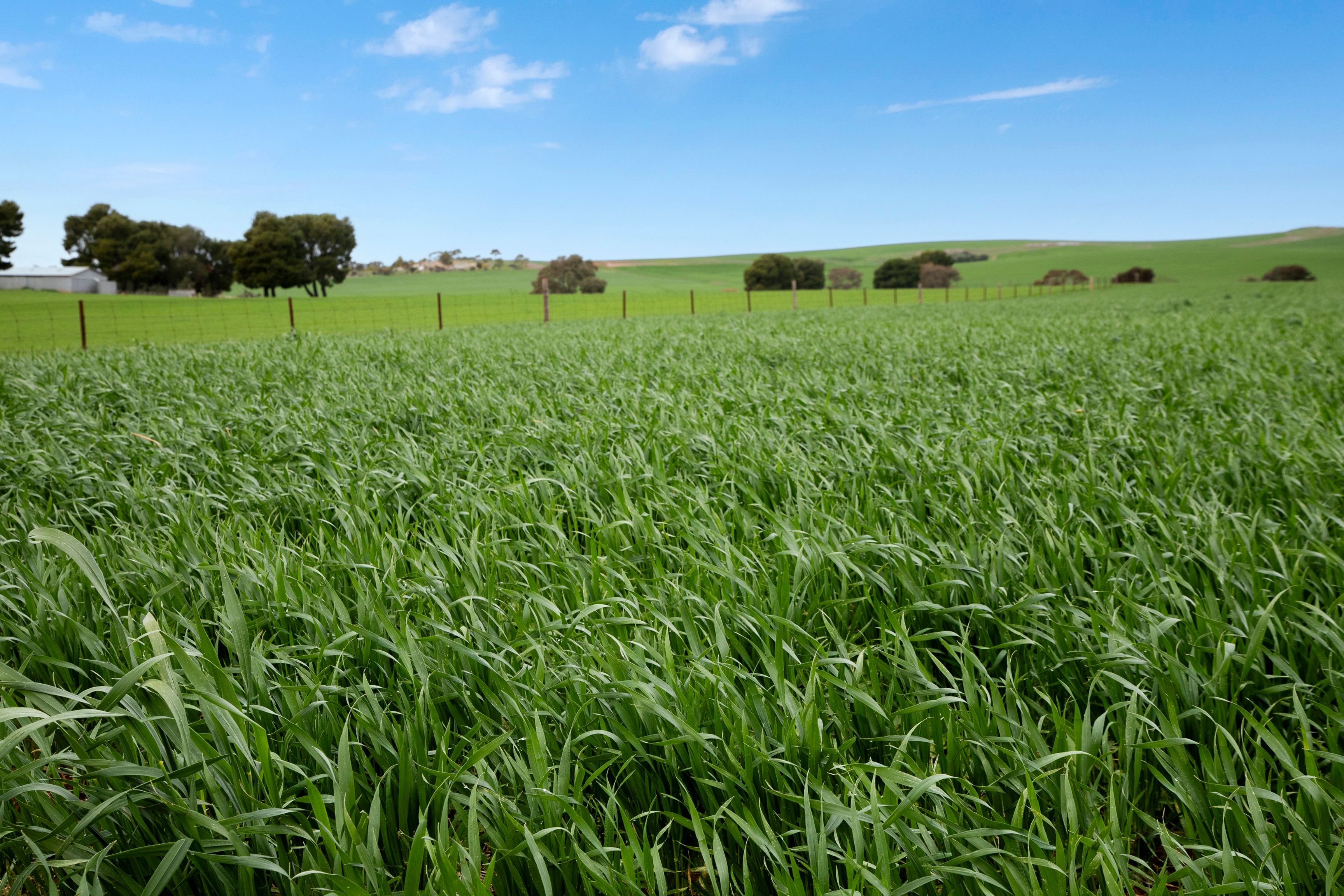 'Georgetown Heights' Georgetown-Narridy Road, Georgetown, SA 5472
