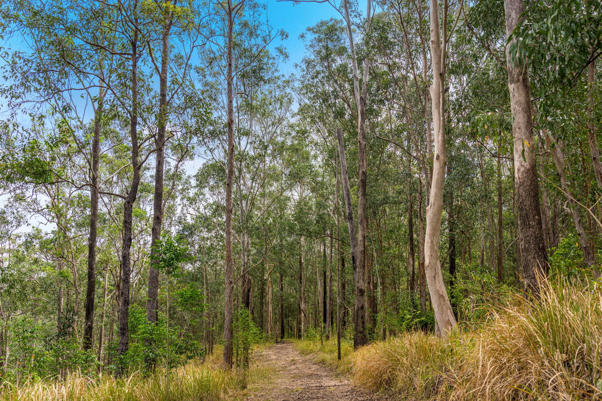 497 Yabbra Road, Bonalbo via — photo 8 of 30