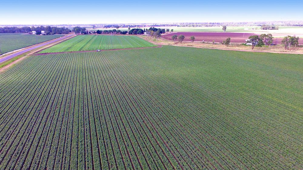 Rural Mixed Farming Property Biloela, QLD