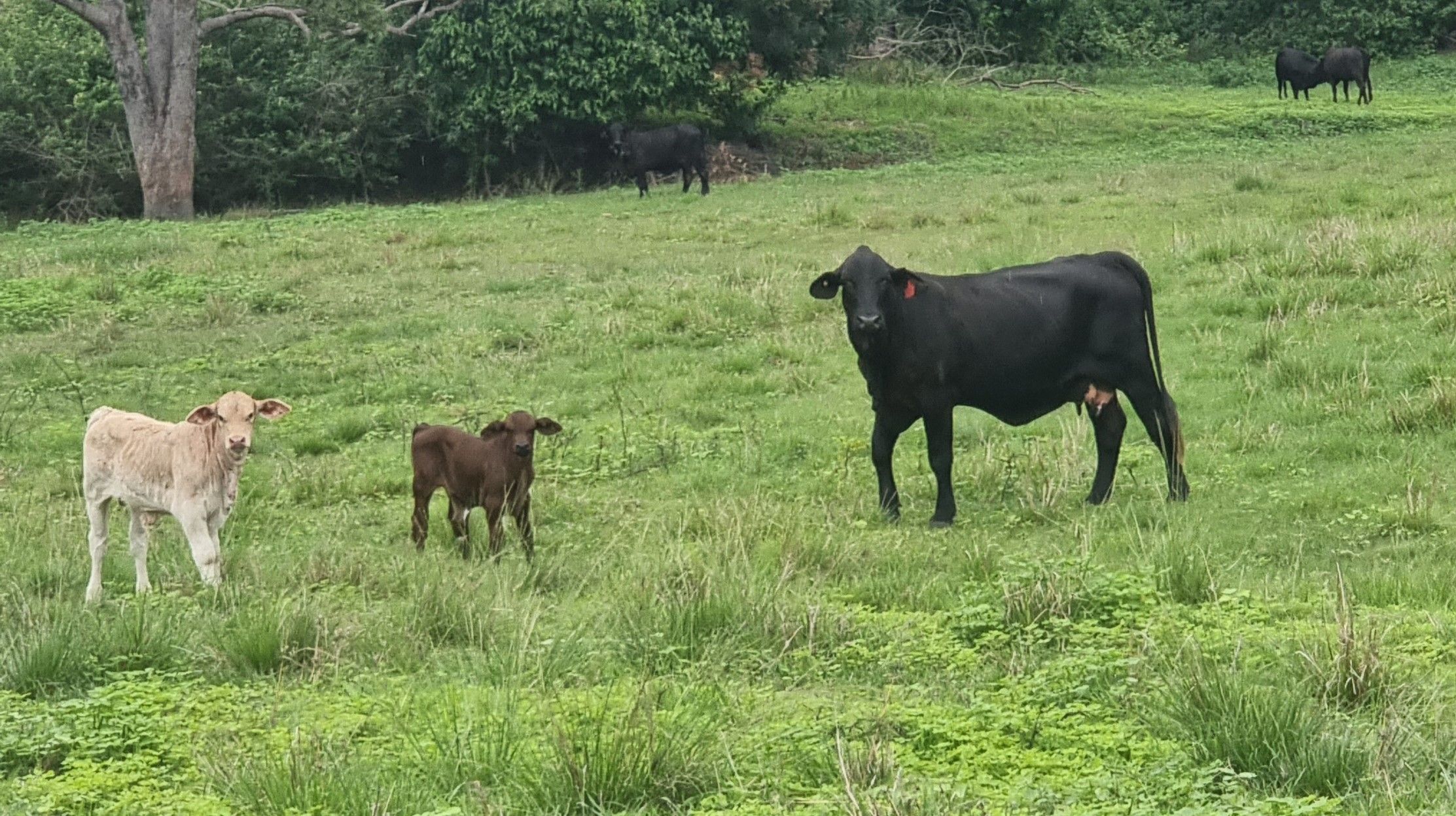 488 Upper Alligator Creek Road, Sarina, QLD 4737 Rural Lifestyle