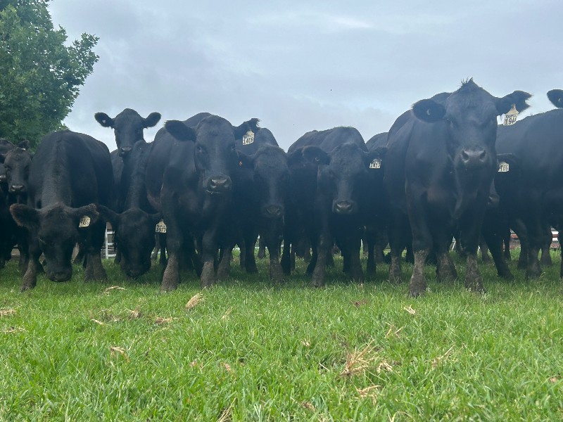 Marengo Pastoral Co, Hernani, NSW 2453