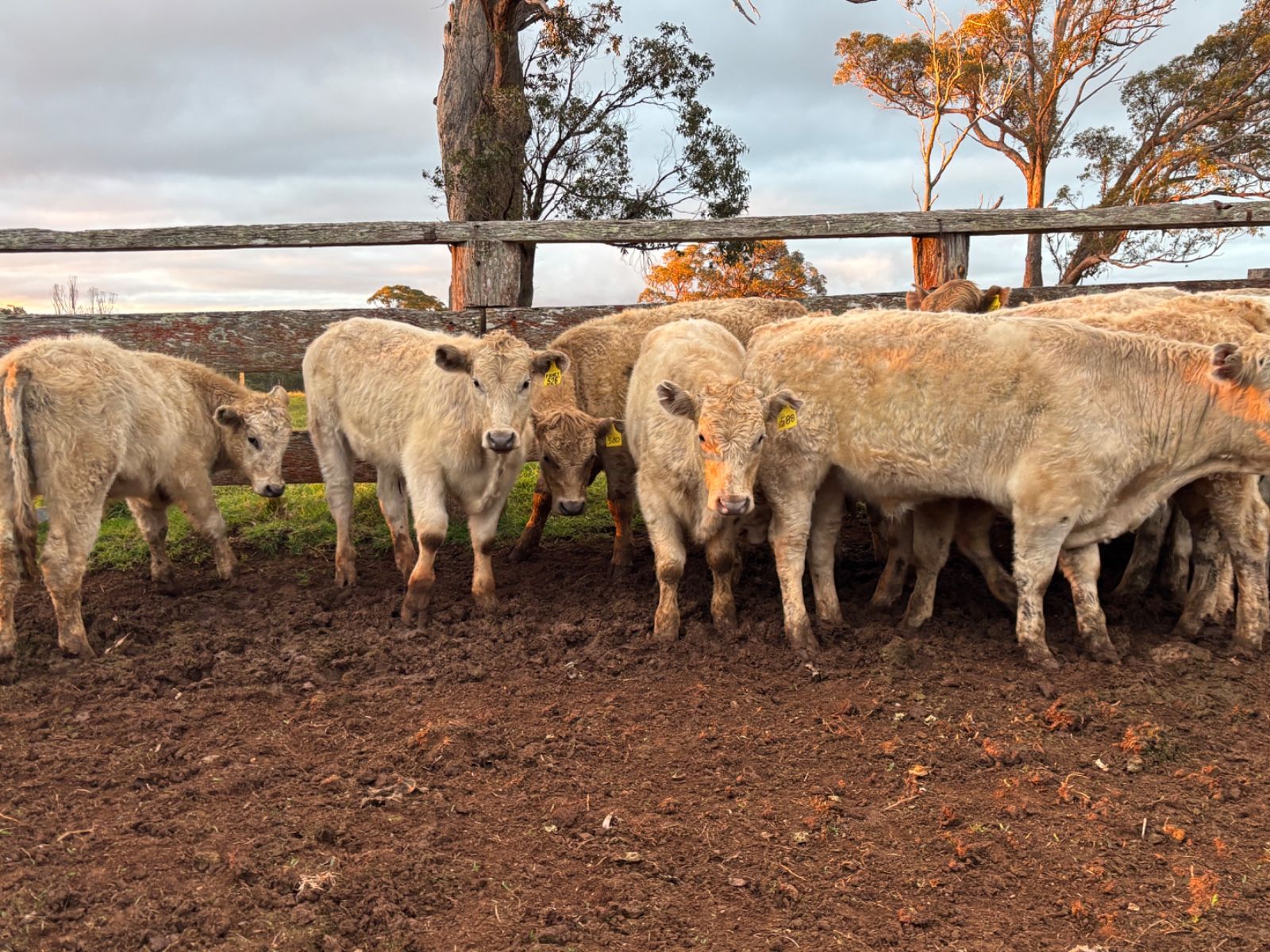 Tyringham, NSW 2453