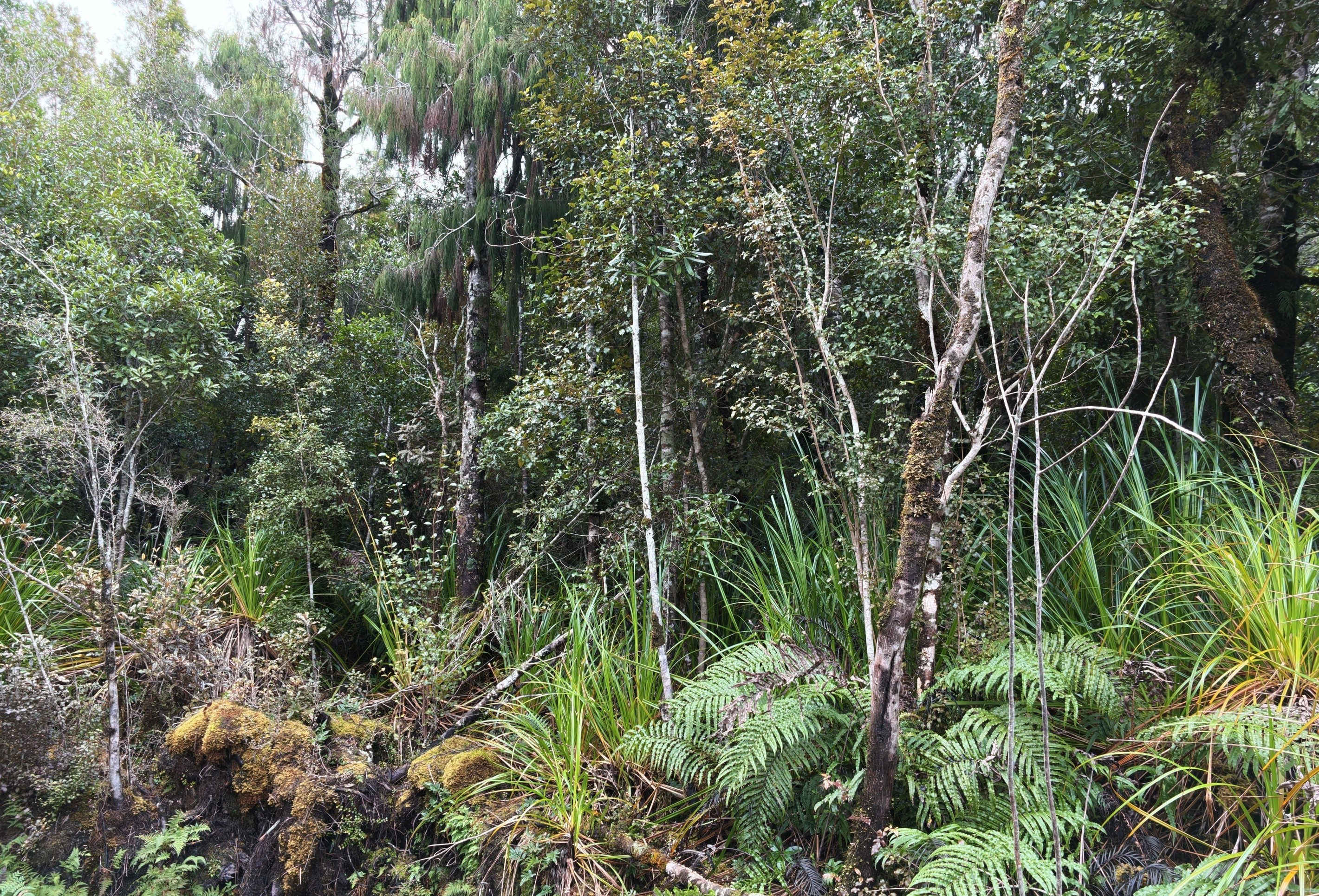 Lot 74 Sanctuary Place, Kumara Junction, Grey District