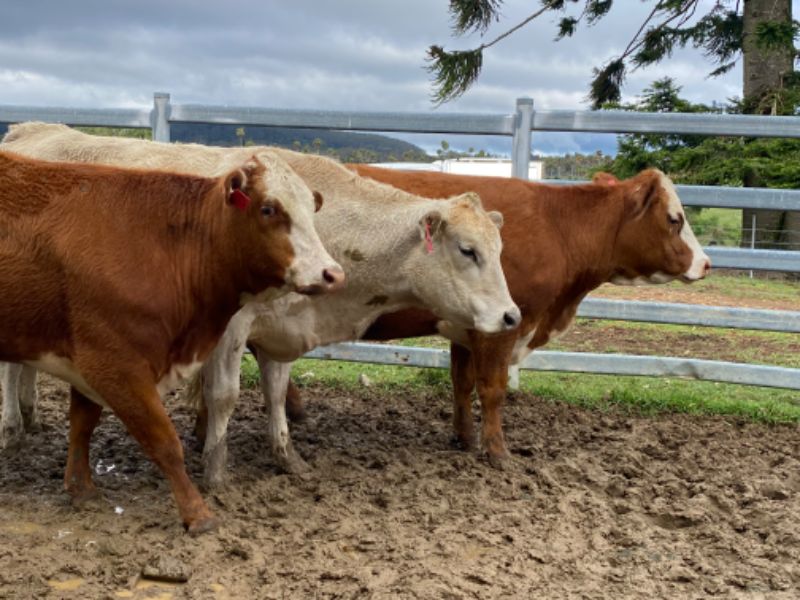 Jackson Agriculture, Brooklana, NSW 2450