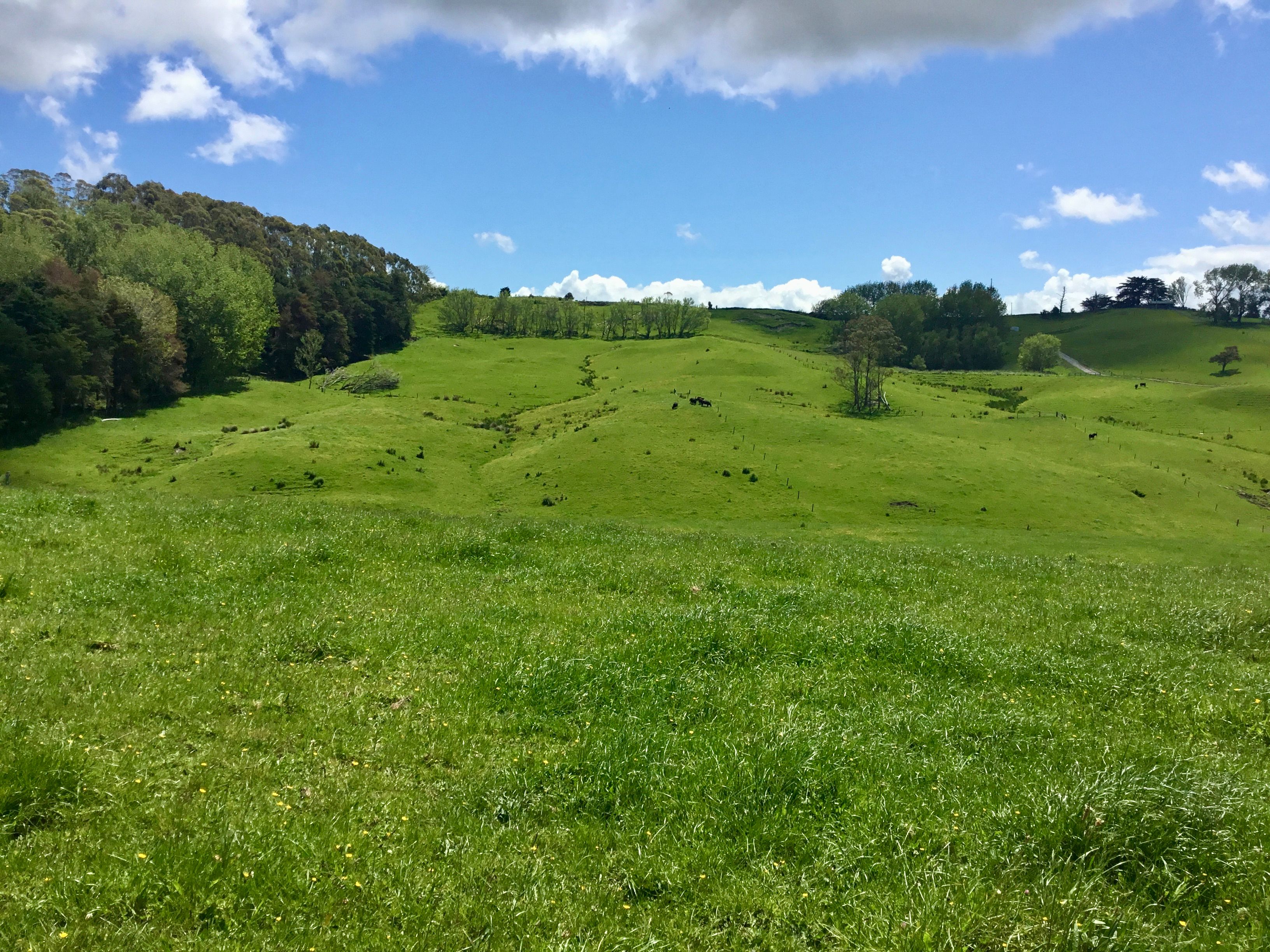 Lot 1/& Lot 5 Wharehine Road, Wellsford, Rodney