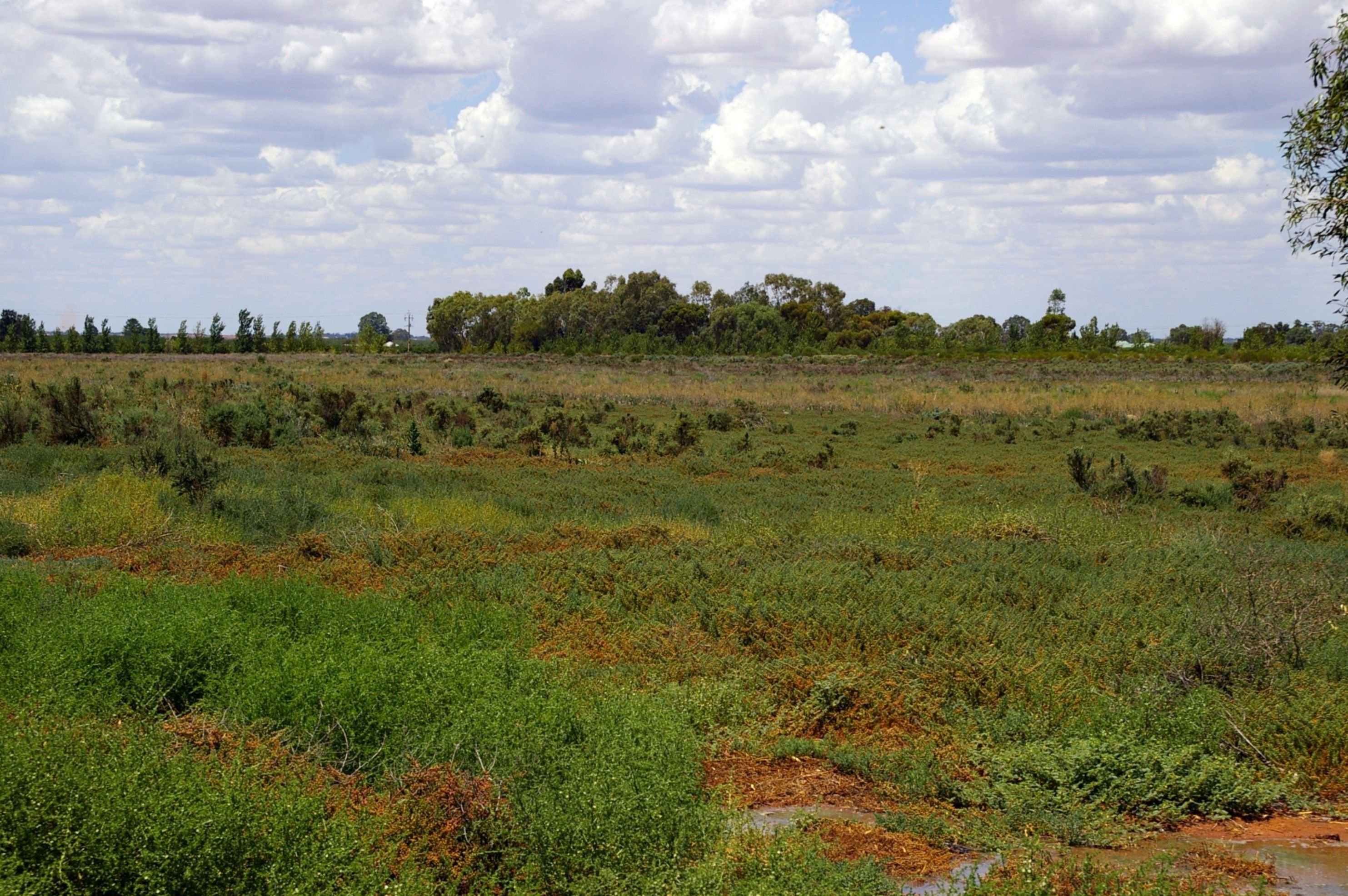 Lot 1 Wentworth Road, Renmark, SA 5341