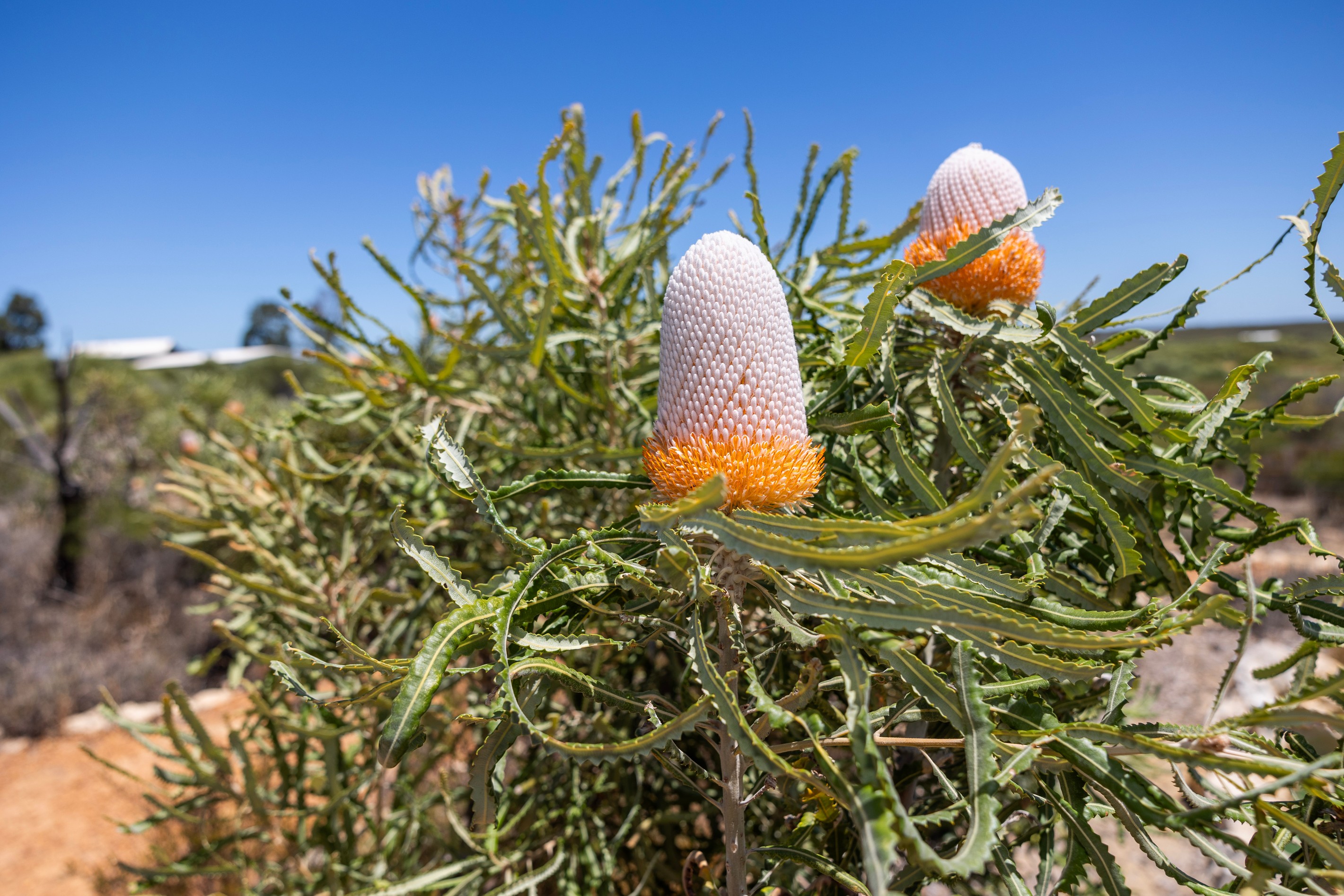 Lot 150 Jurien Bay Vista, Jurien Bay, WA 6516