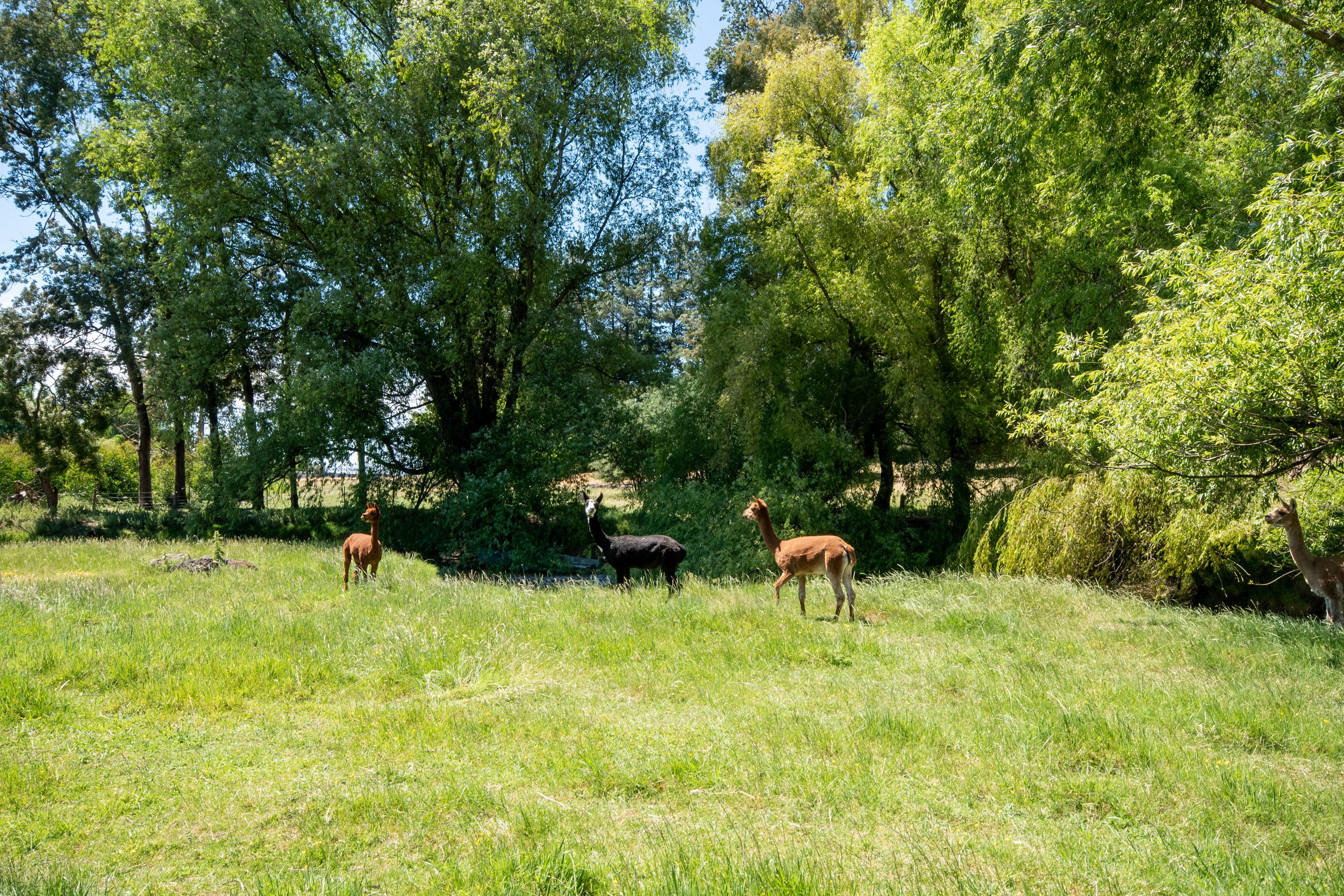 58 Equestrian Lane, Bridge Pa, Hastings District