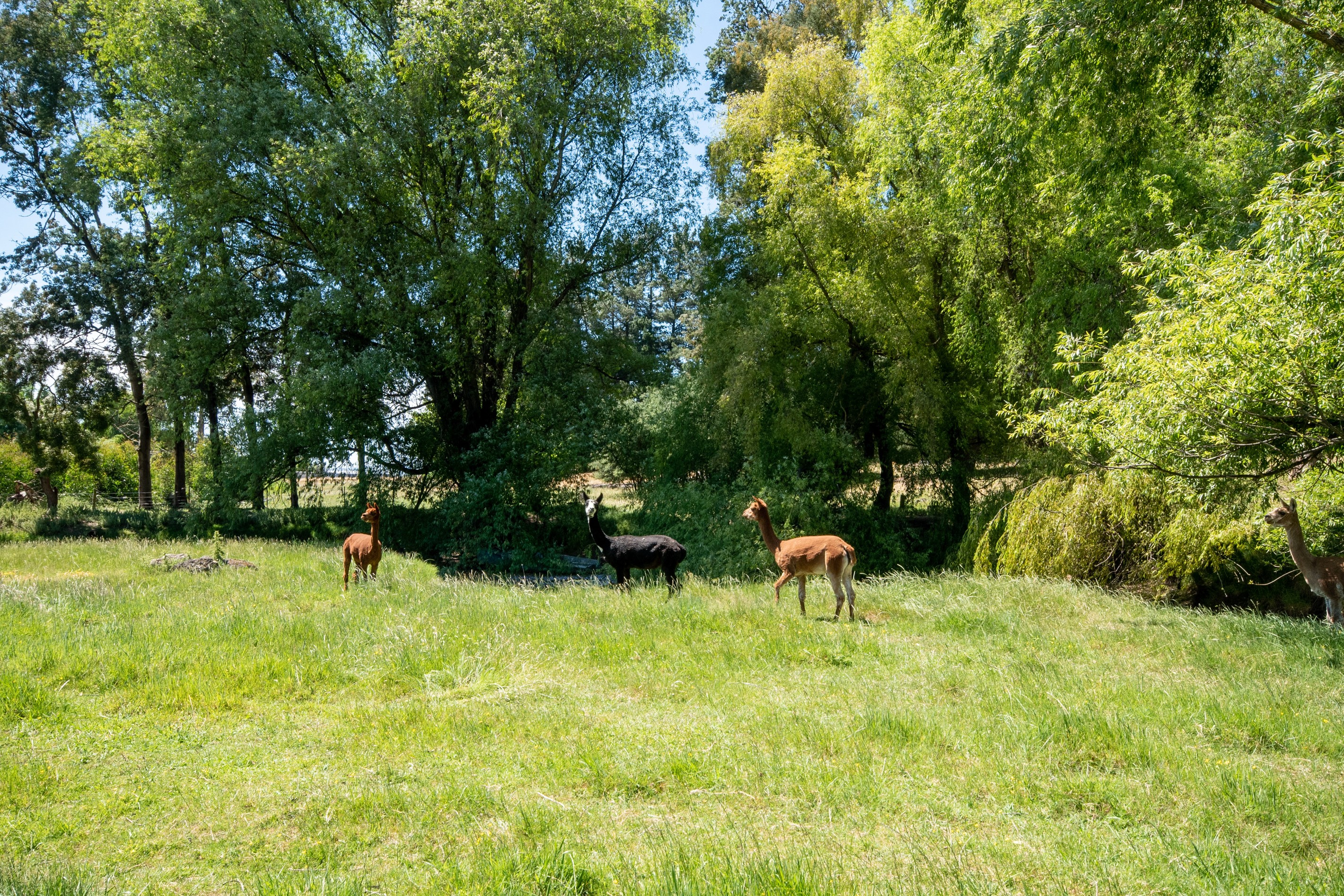 58 Equestrian Lane, Bridge Pa, Hastings District