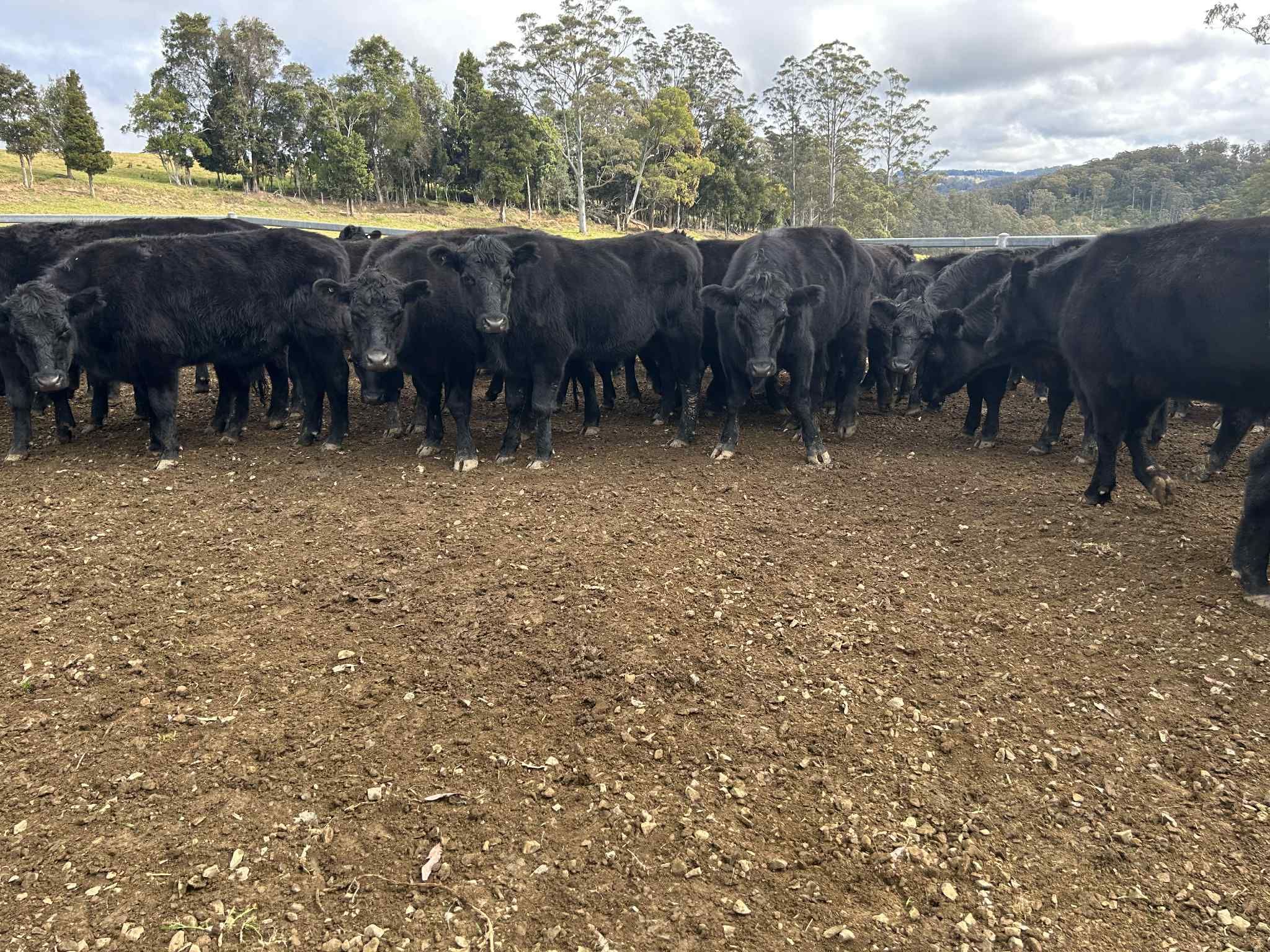 A & S Green, Deer Vale, NSW 2453