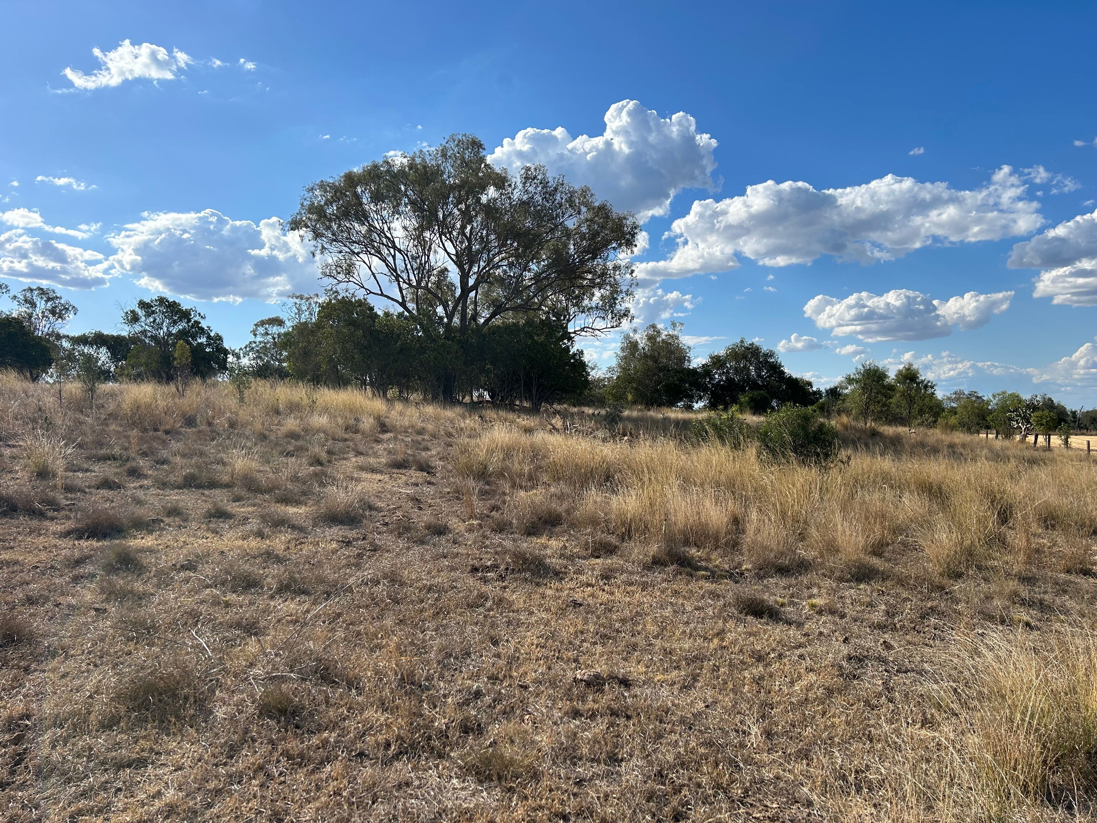 Lot 1 & 2/768 OakeyPittsworth Road, Aubigny, QLD 4401 Rural Cropping