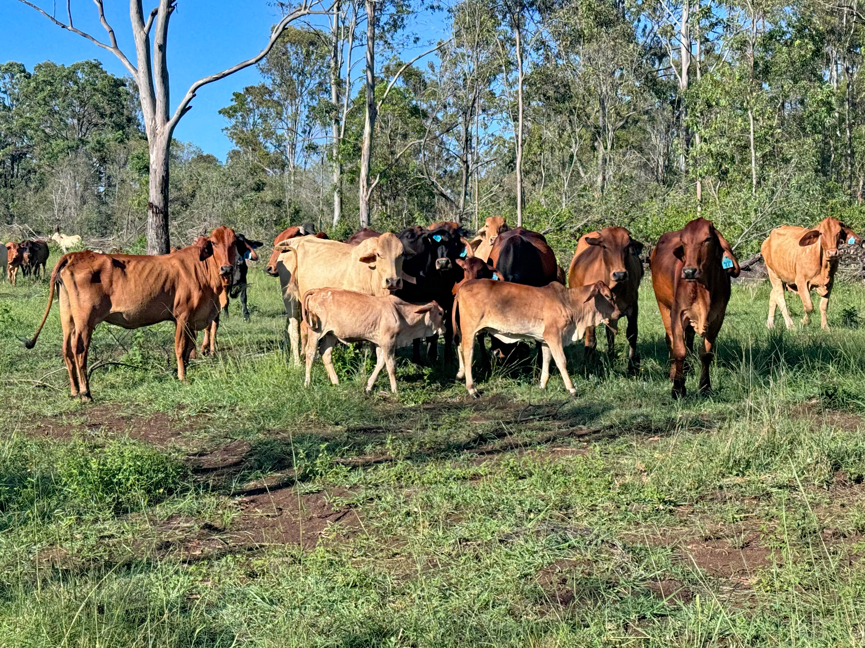 746 Fireclay Road, Kalpowar, QLD 4630