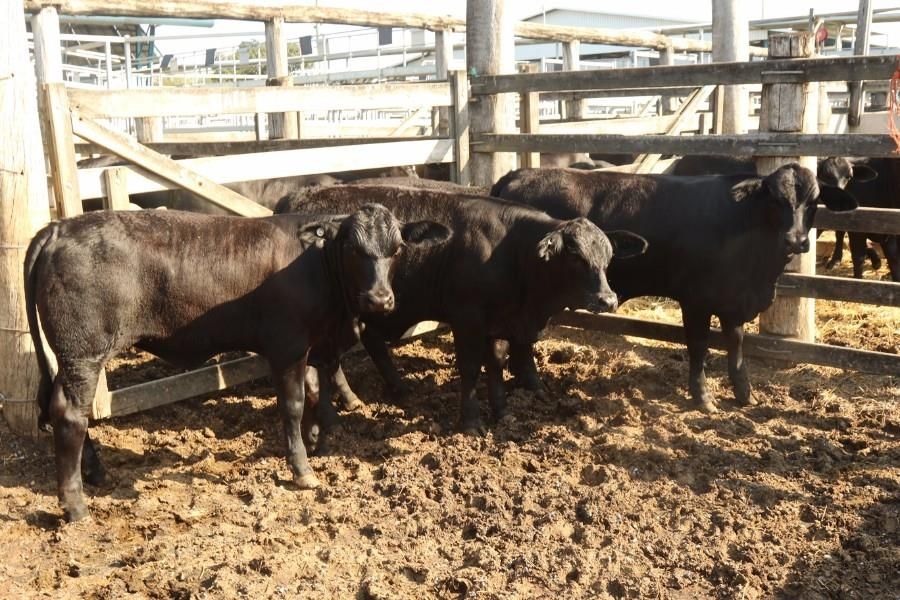 GRACEMERE, QLD 4702