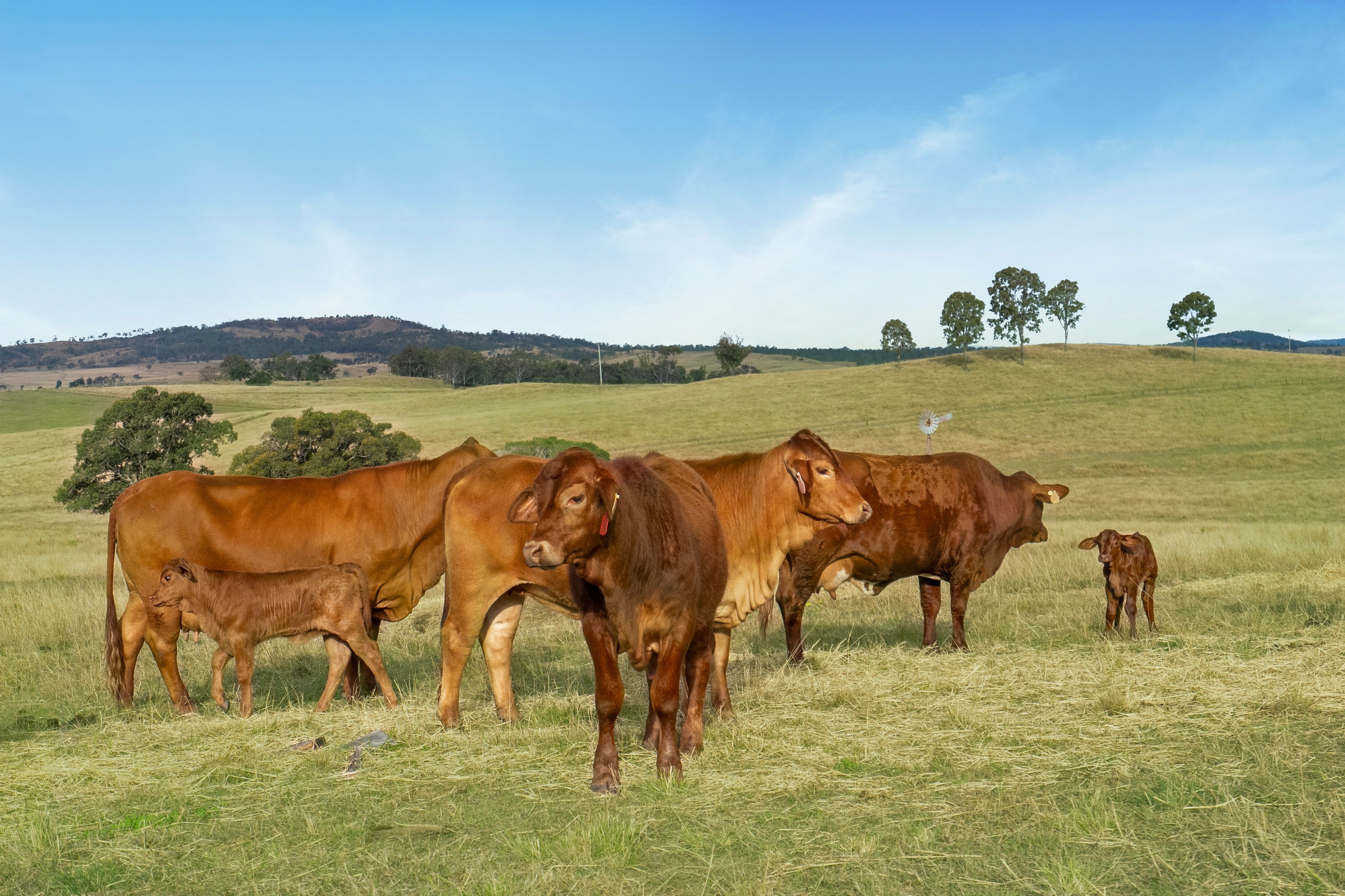 684 Greys Plains Road, Rosevale, QLD 4340