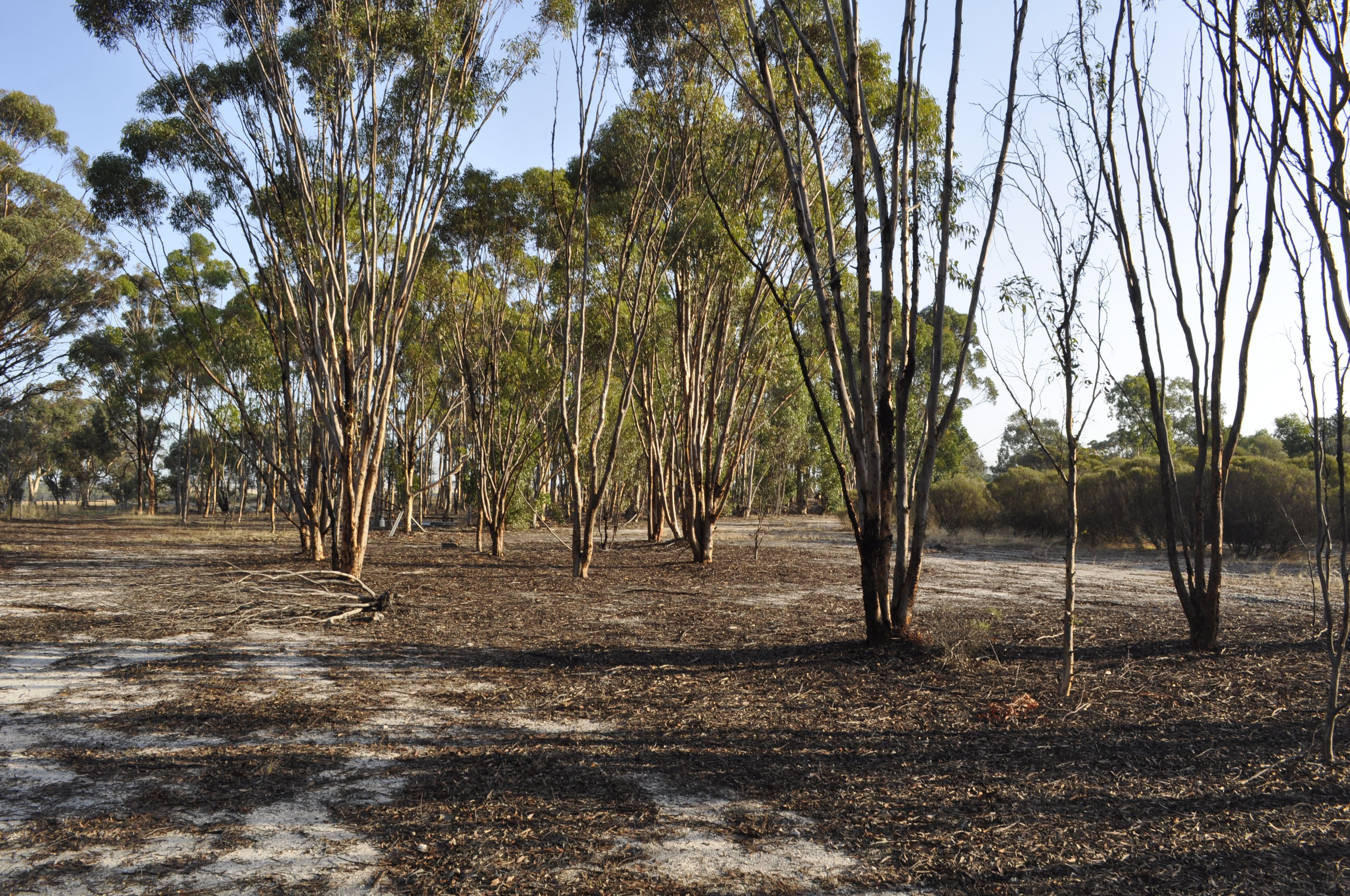 Lot 633 Mills Street, Katanning, WA 6317 Land for Sale Ray White