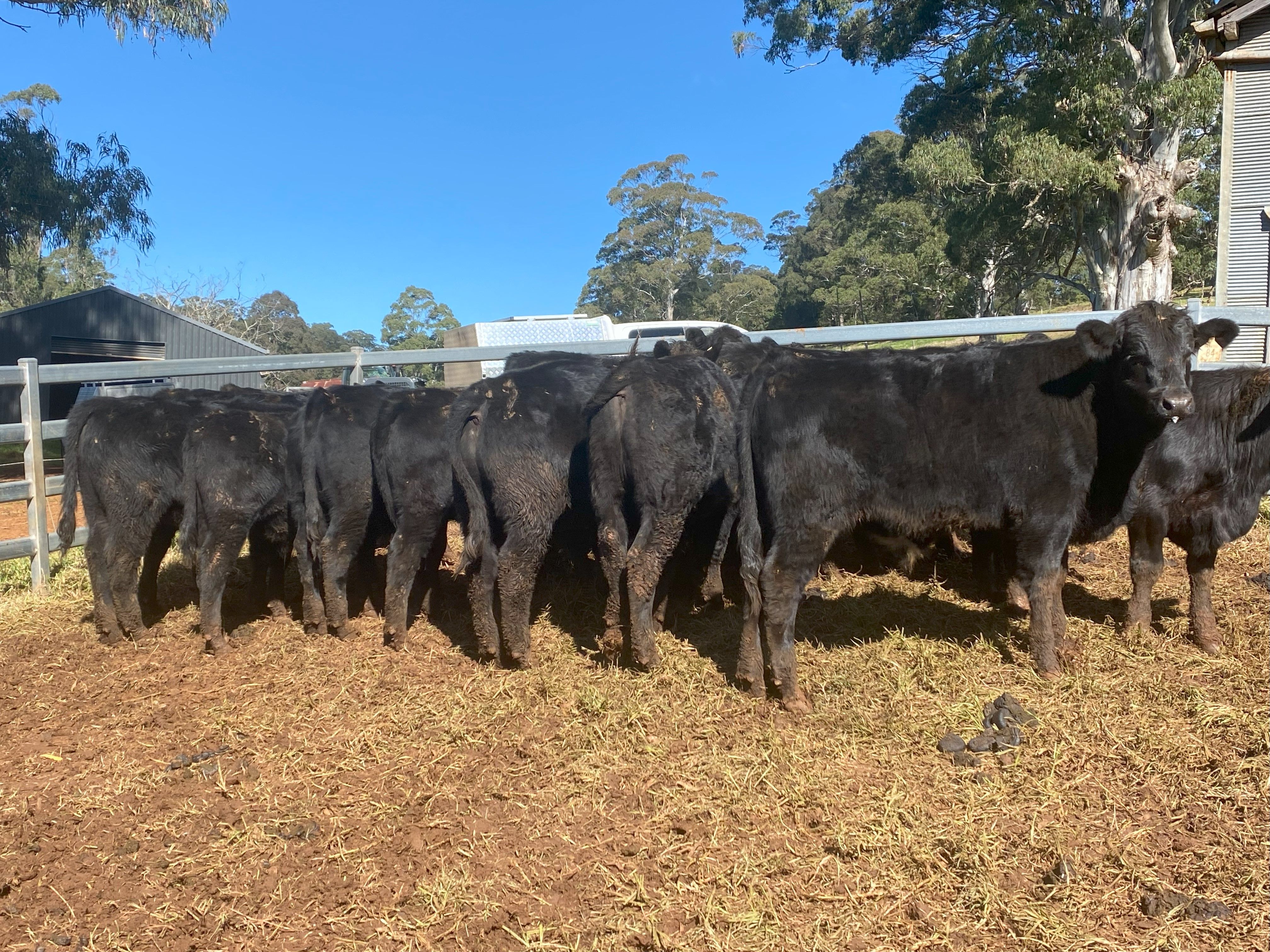 David Krishnan, Deer Vale, NSW 2453