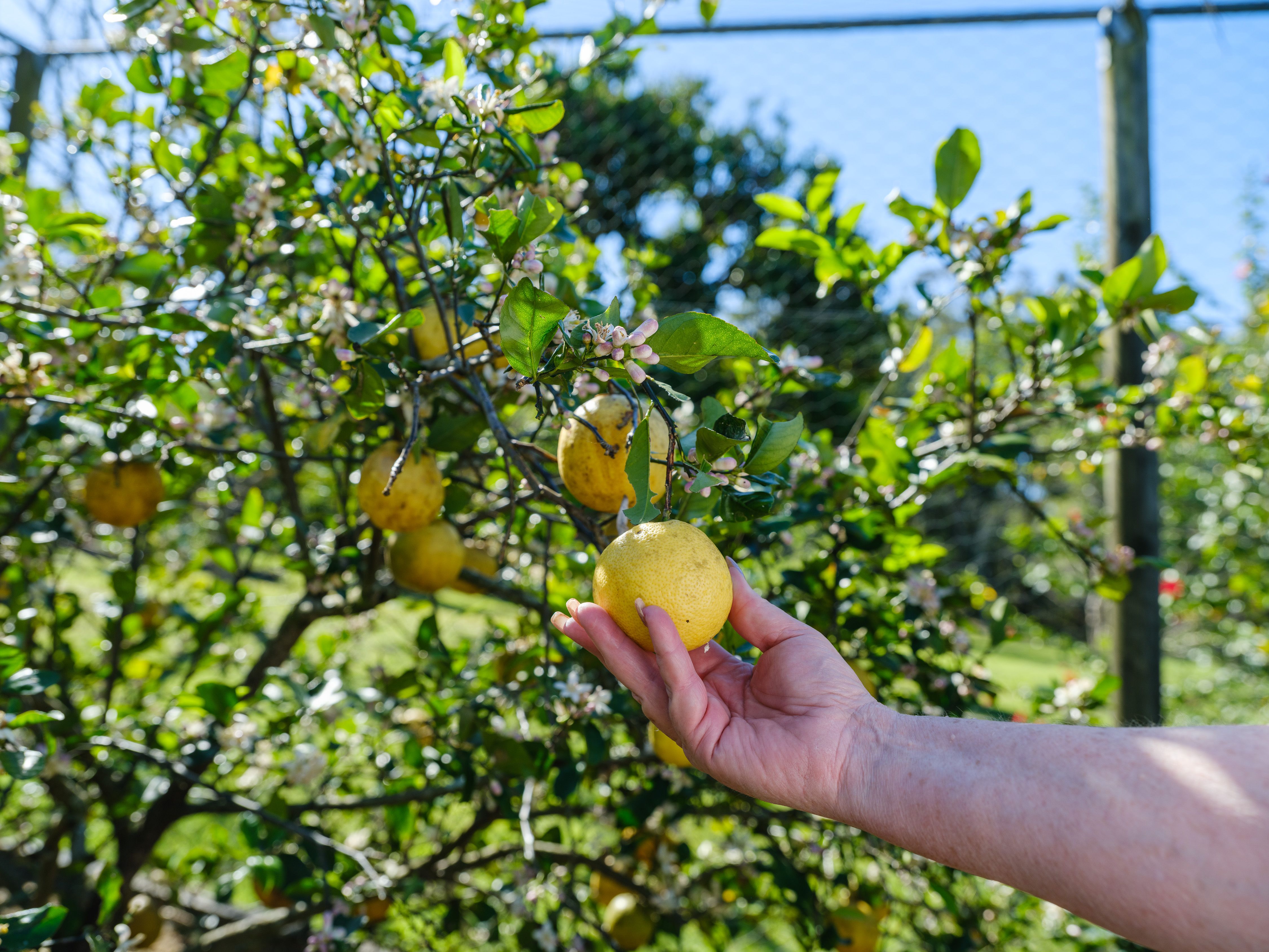 'Thytheholme' - Pringles Farm — photo 20 of 26