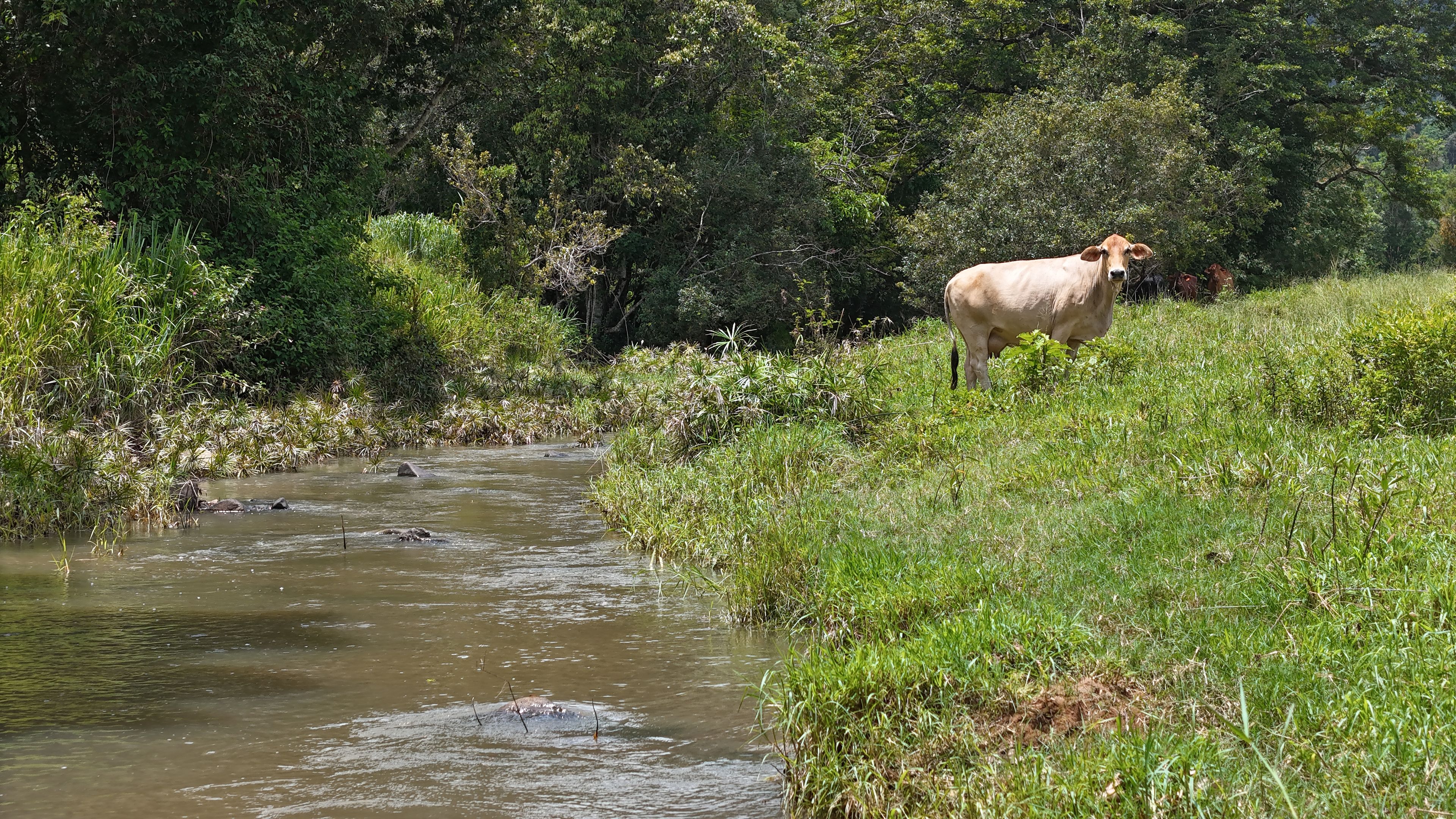 46 Camilleris Road, Mount Charlton, QLD 4741