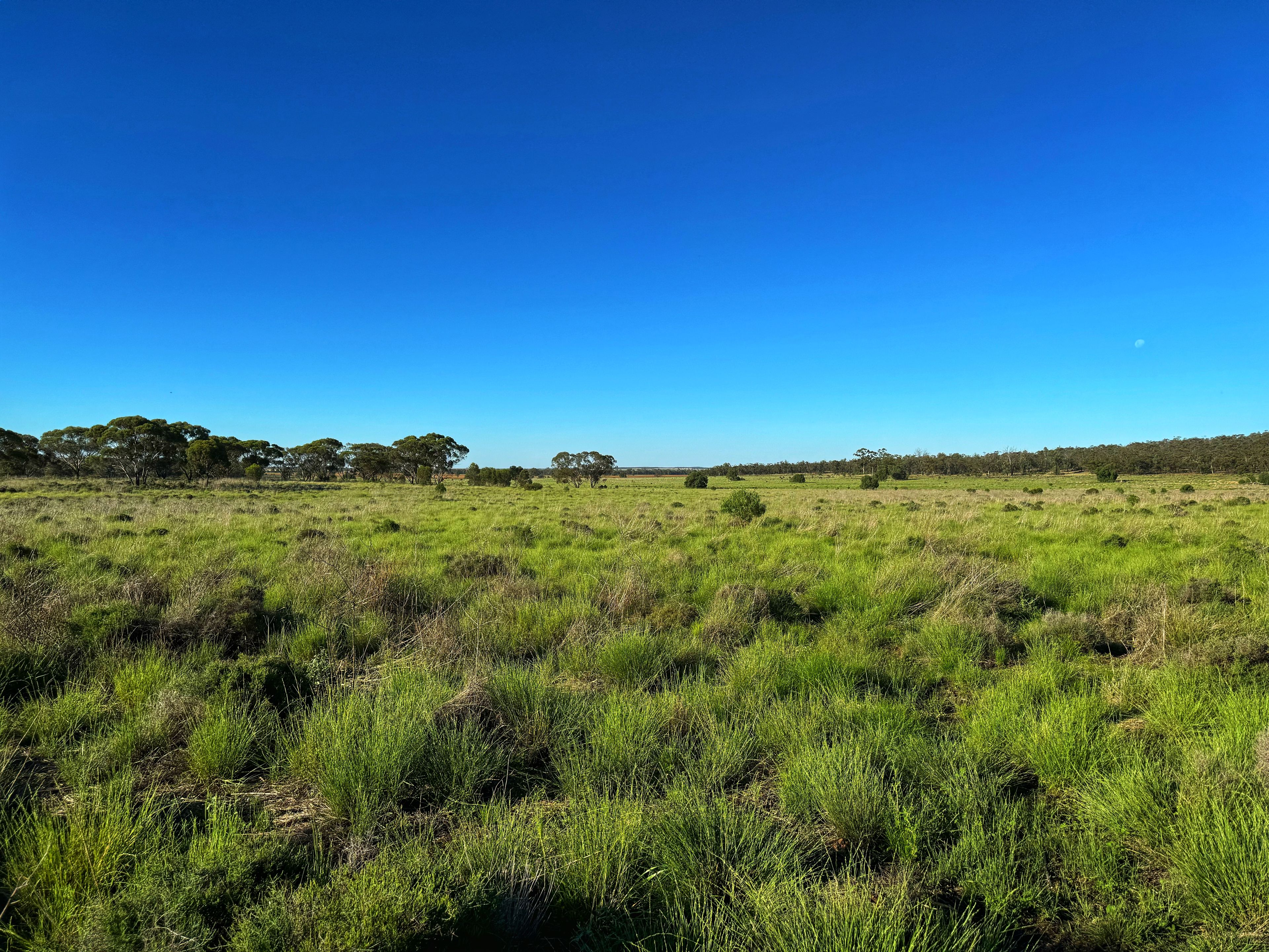 981 Myamley Road, Tottenham, NSW 2873 Rural Cropping Property for