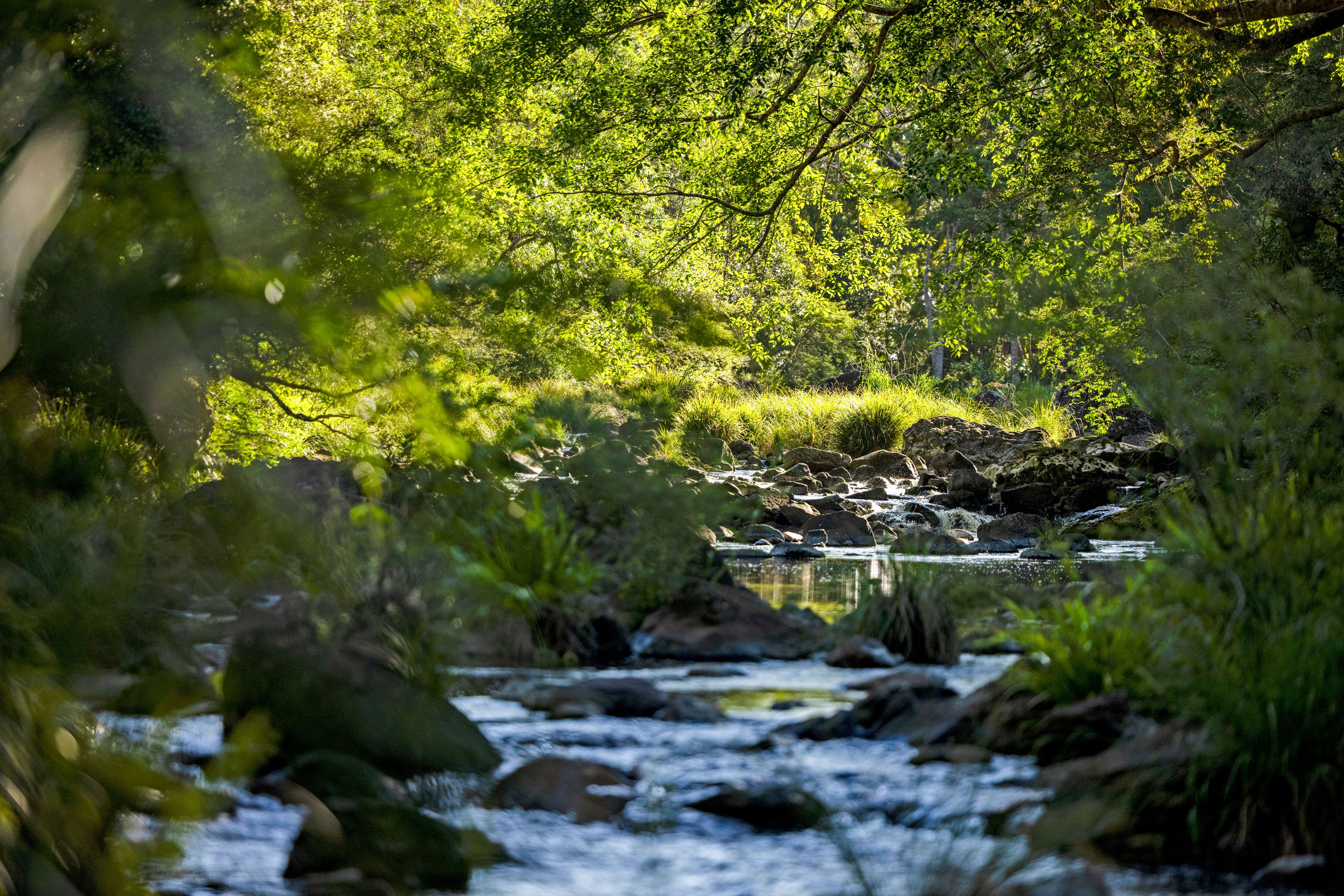 "Bariya" 586 Maleny-Montville Road, Balmoral Ridge, QLD 4552