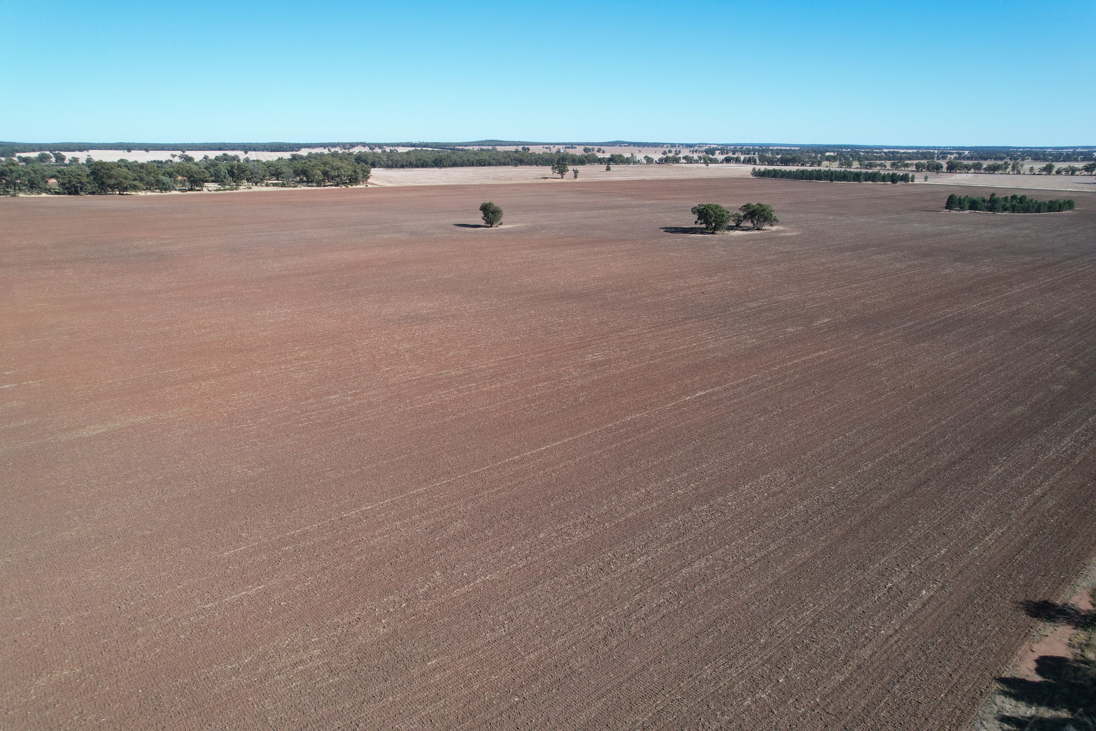 2417 Alleena Road, West Wyalong, NSW 2671 Sold Rural Cropping