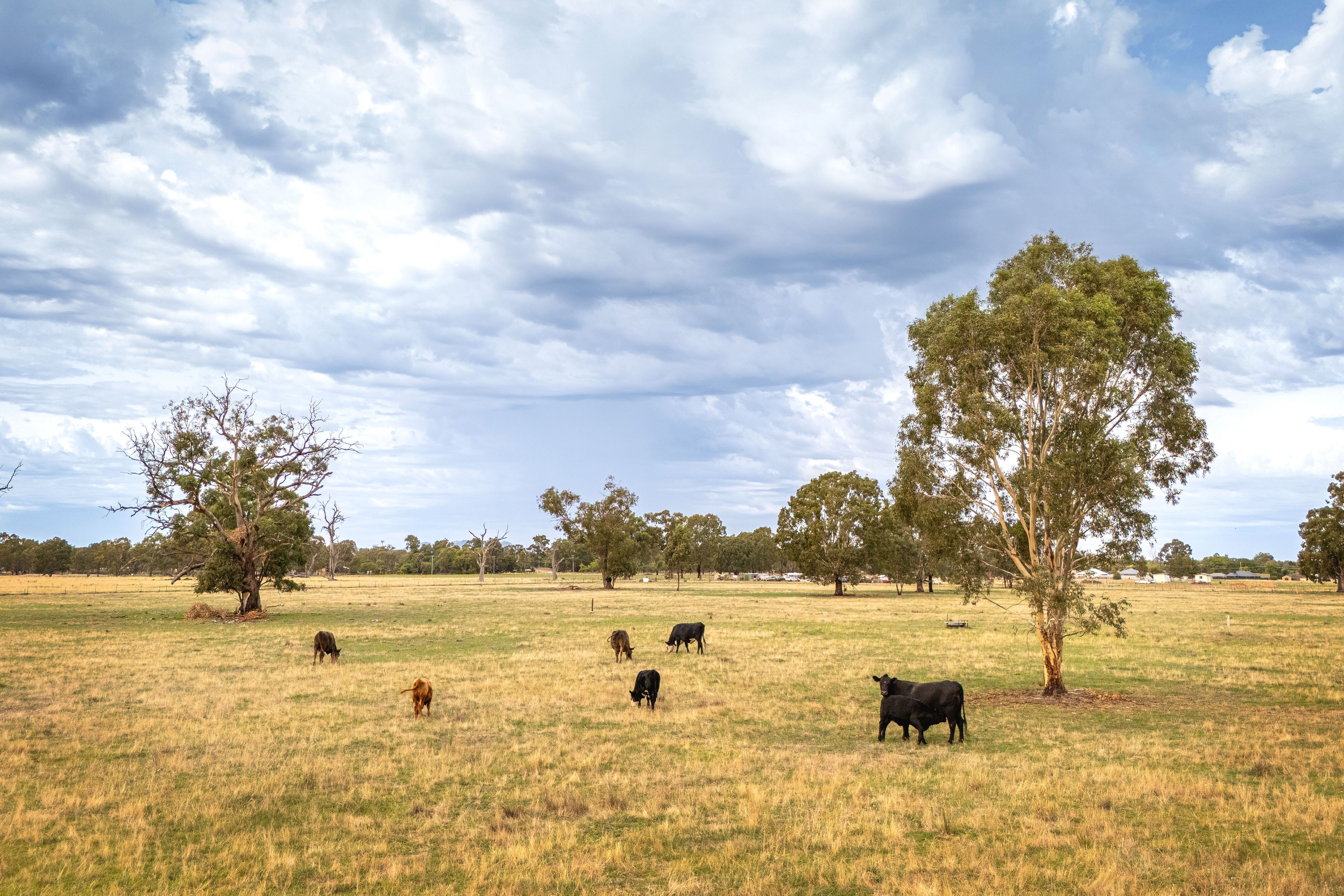 61-77 Wilson Street, Howlong, NSW 2643