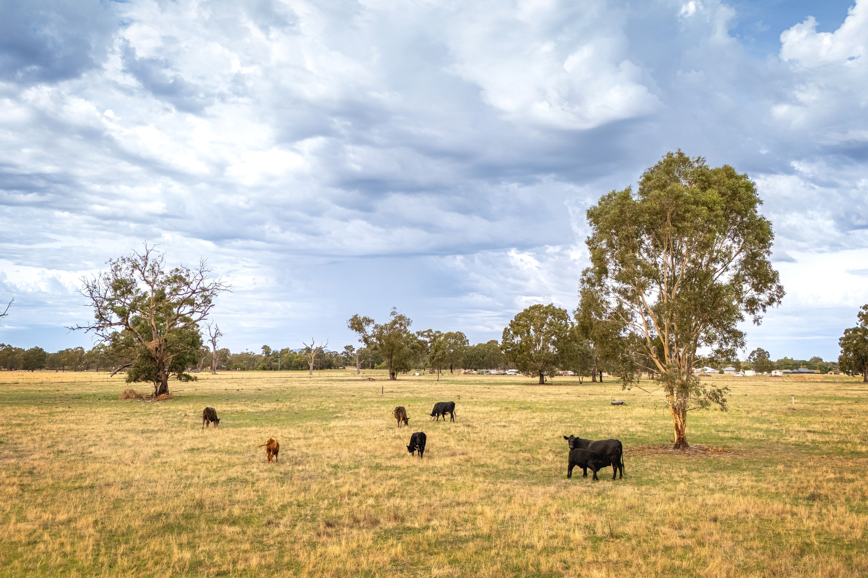 61-77 Wilson Street, Howlong, NSW 2643