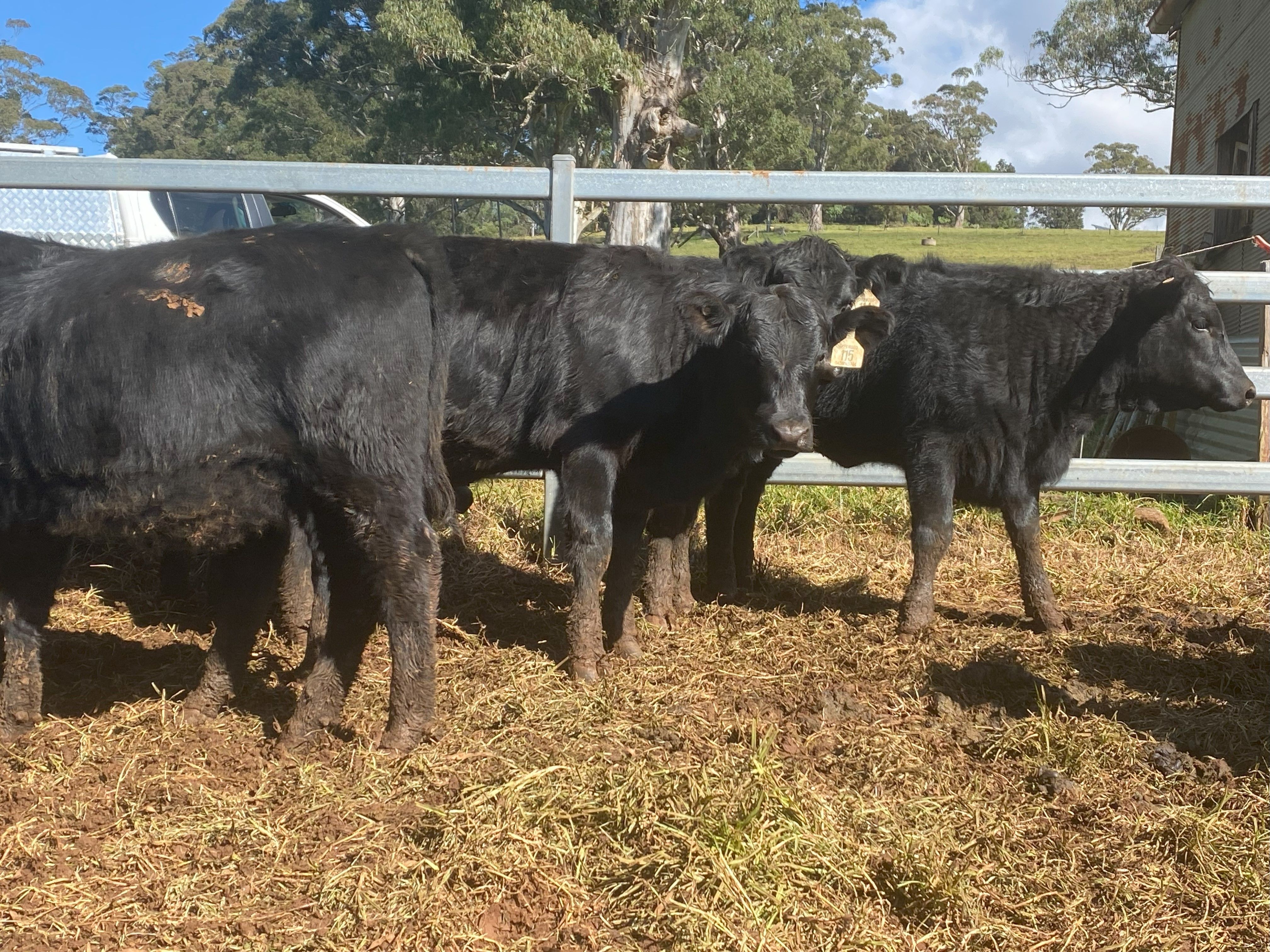 David Krishnan, Deer Vale, NSW 2453