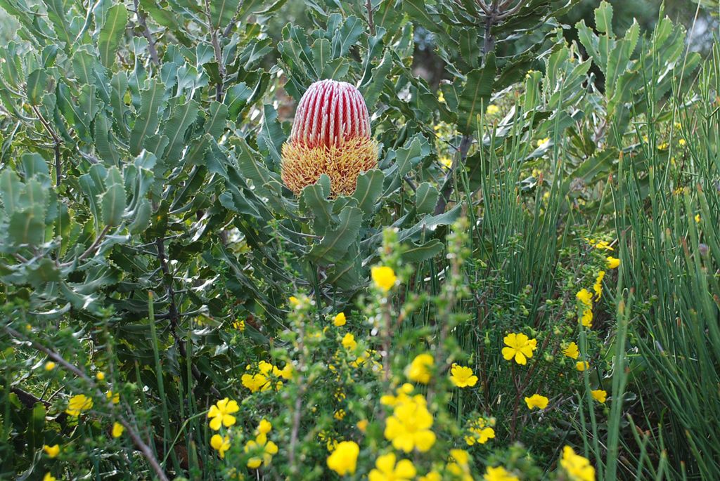 Lot 206, 65 Belinda Loop, Jurien Bay, WA 6516