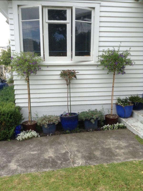 Judea, Tauranga City