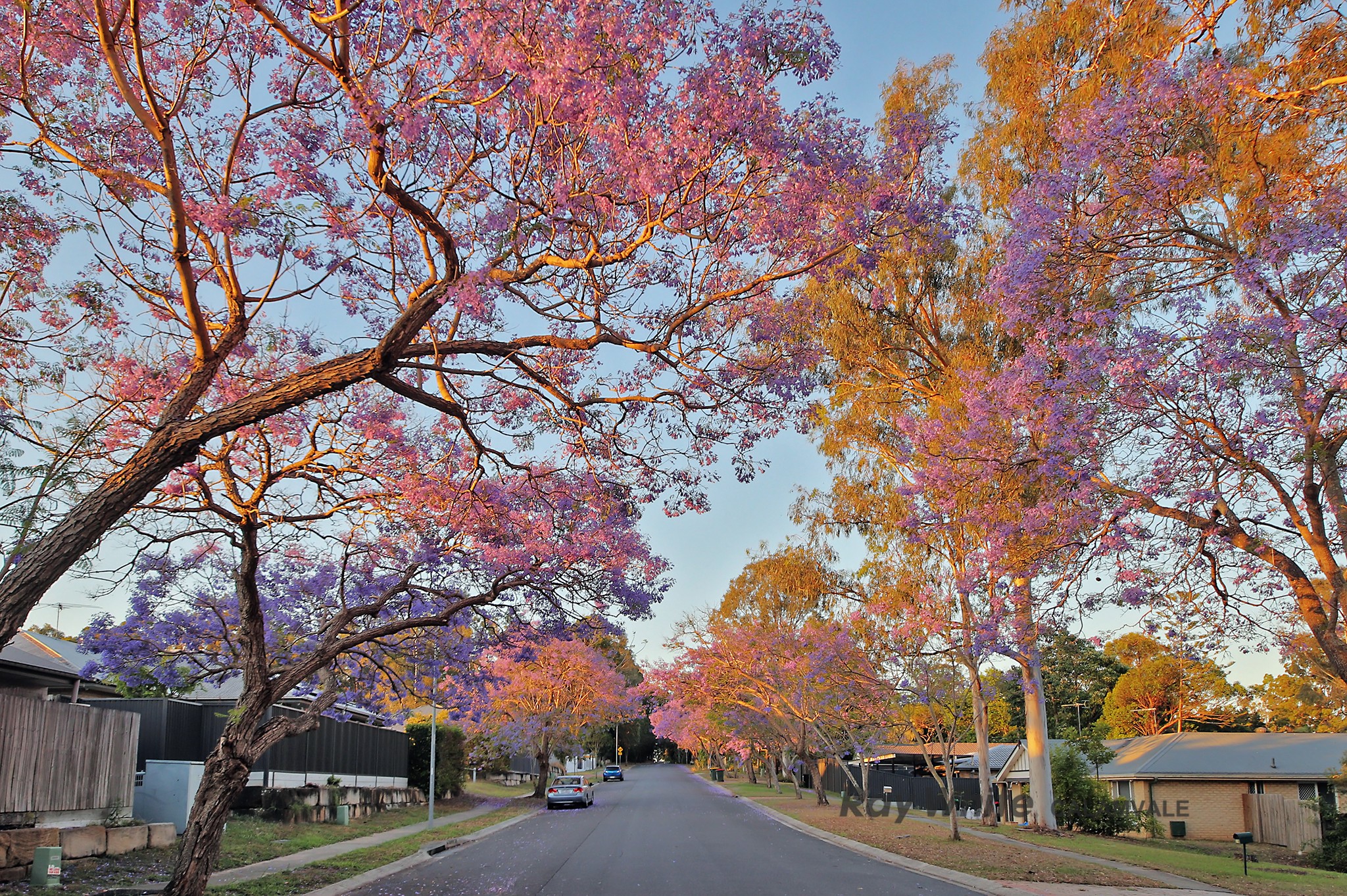 19 Tropical Drive, Forest Lake, QLD 4078