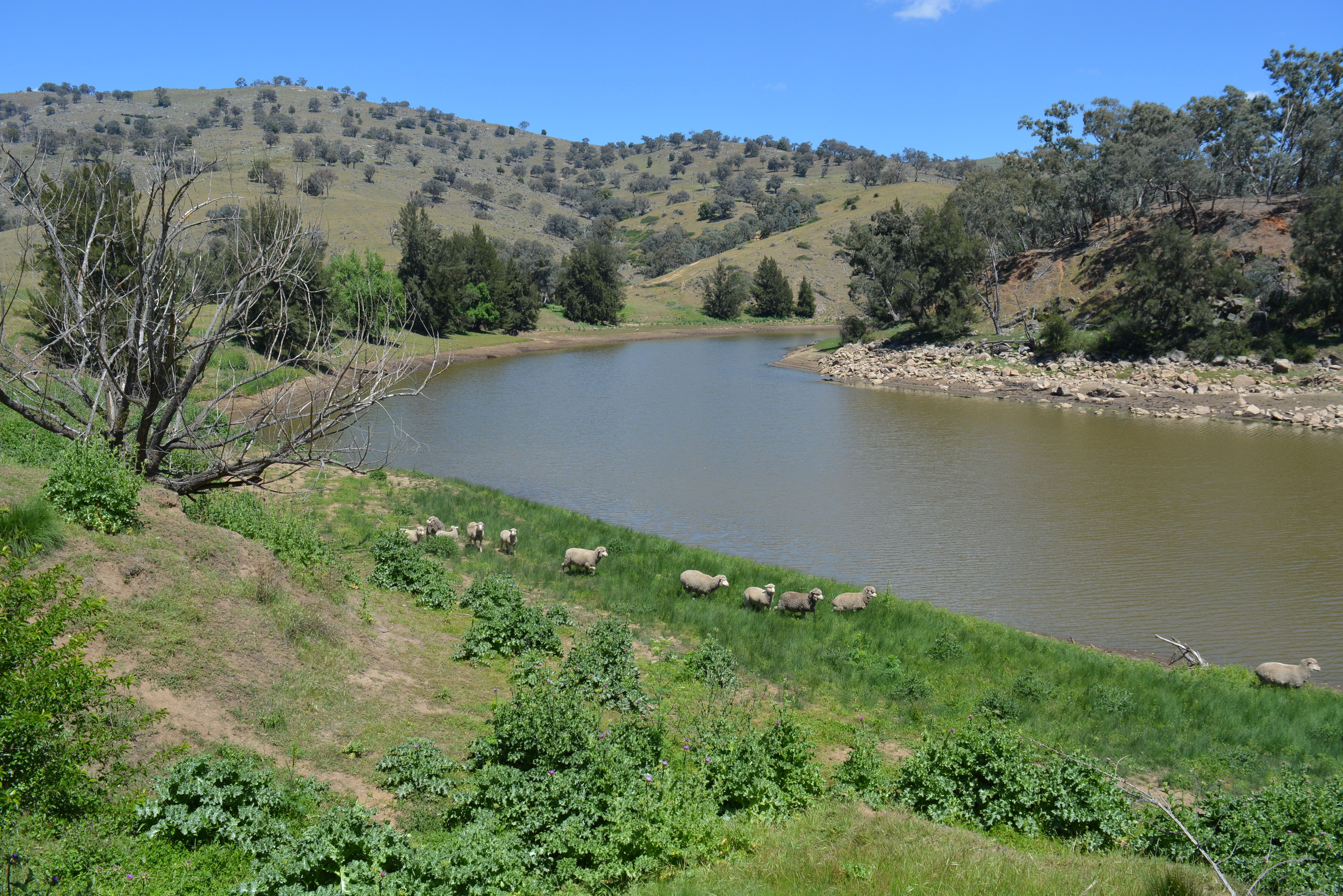 Lot 1&2 Peach Garden Firetrail, CROOKWELL, NSW 2583