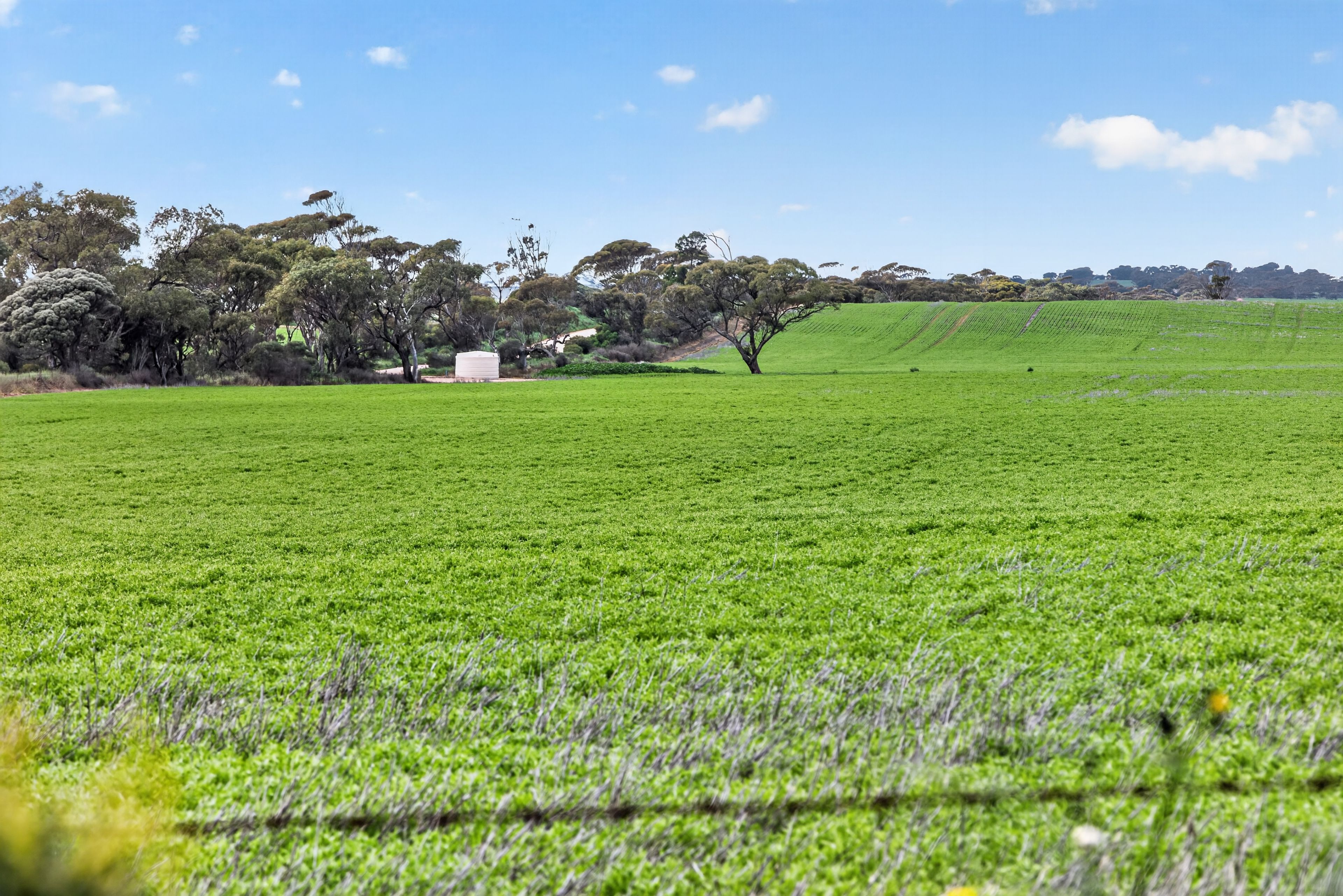 'Shepherds' Thomas Plains Road — photo 12 of 12