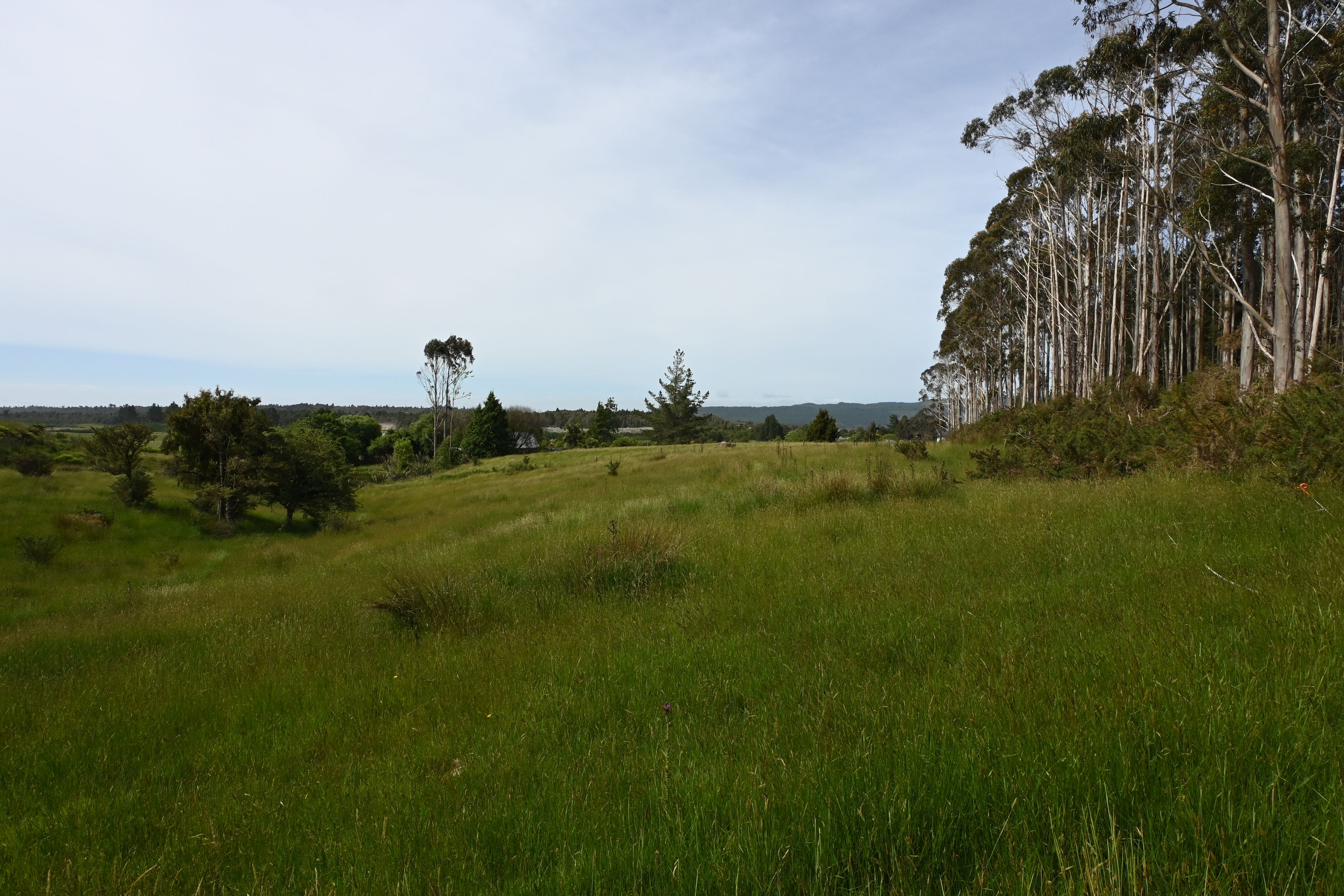 0 Woodstock-Rimu Road, Ruatapu, Westland District