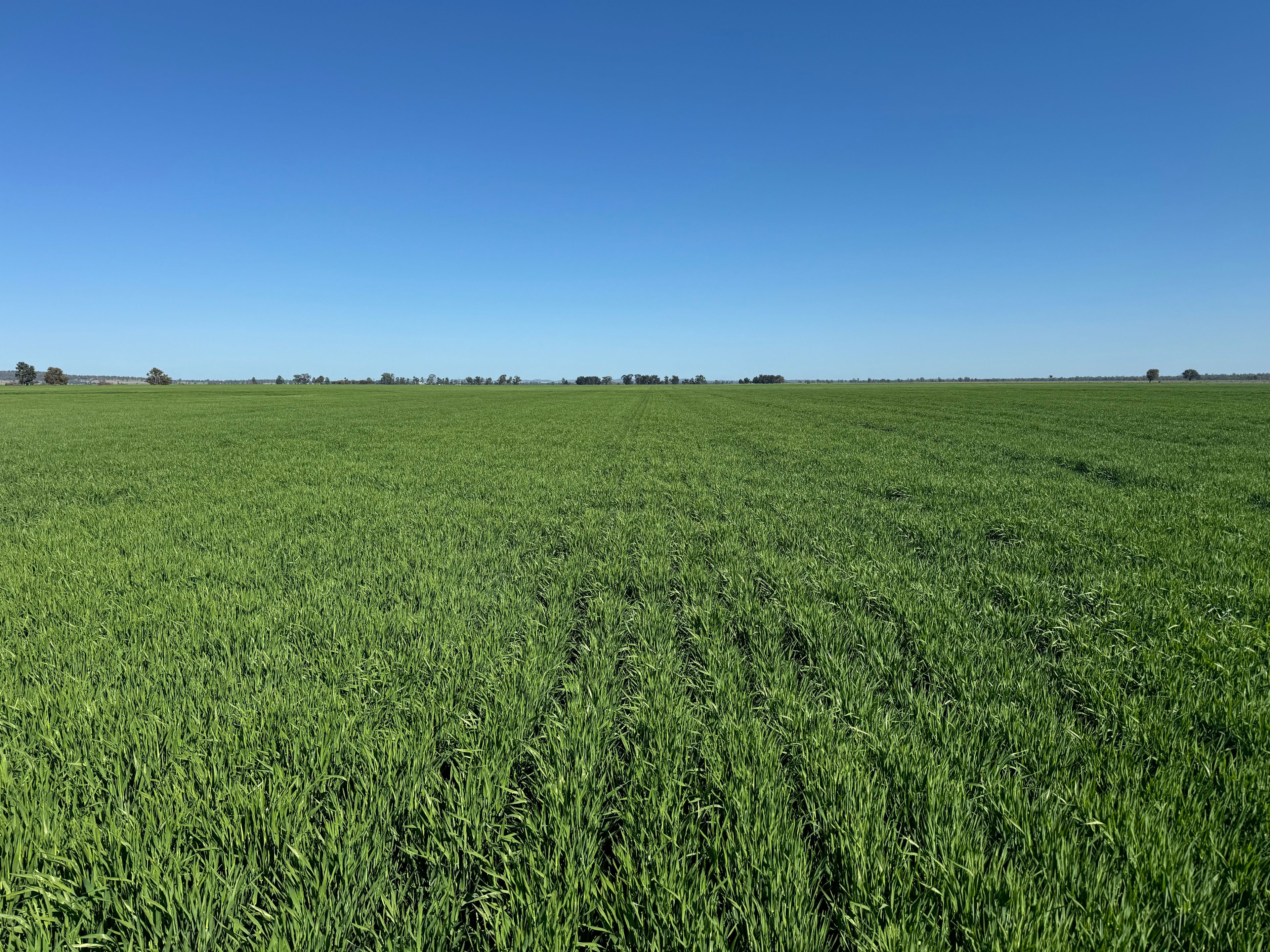 762 Cornells Road, Condobolin, NSW 2877