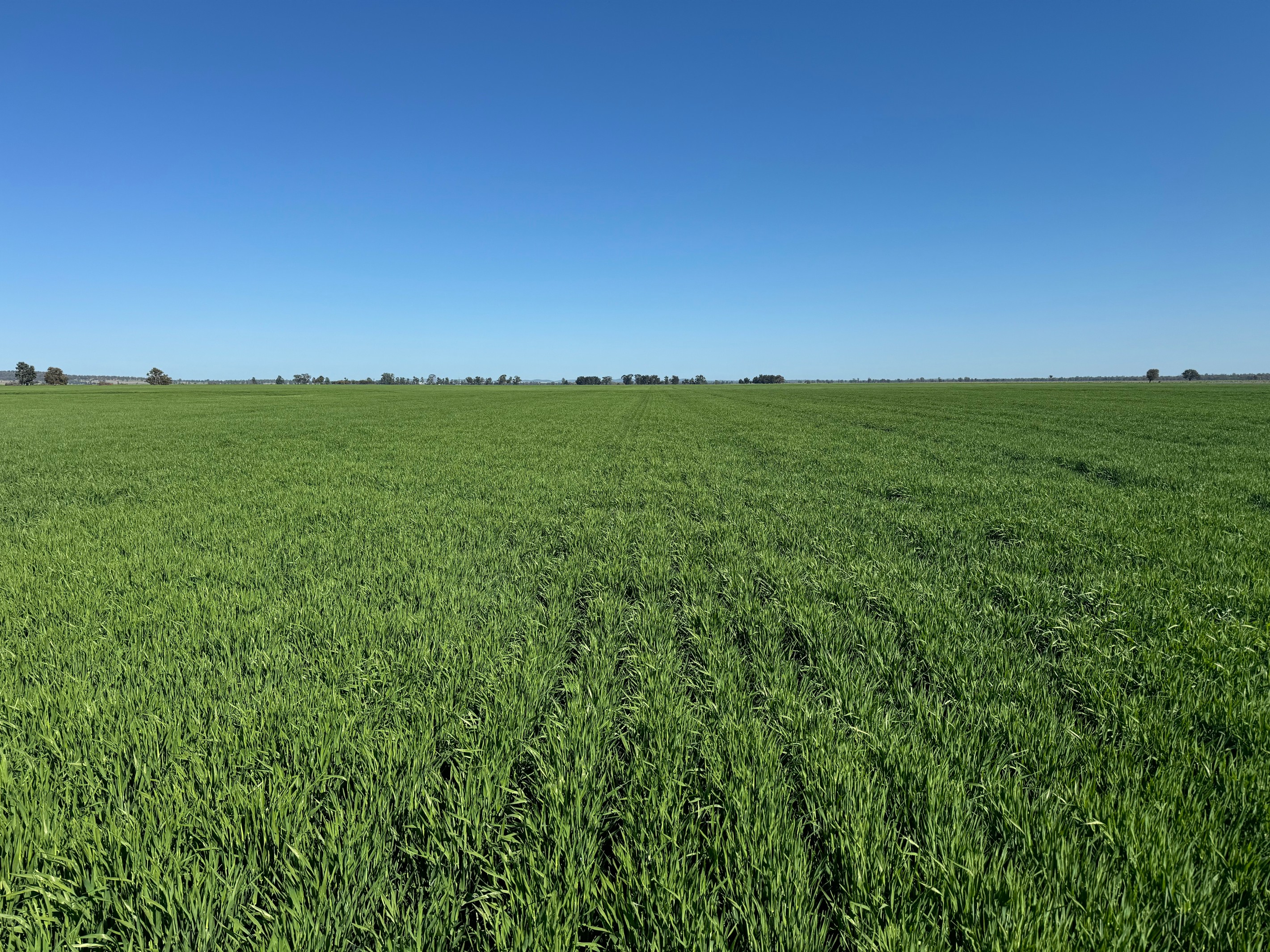 762 Cornells Road, Condobolin, NSW 2877