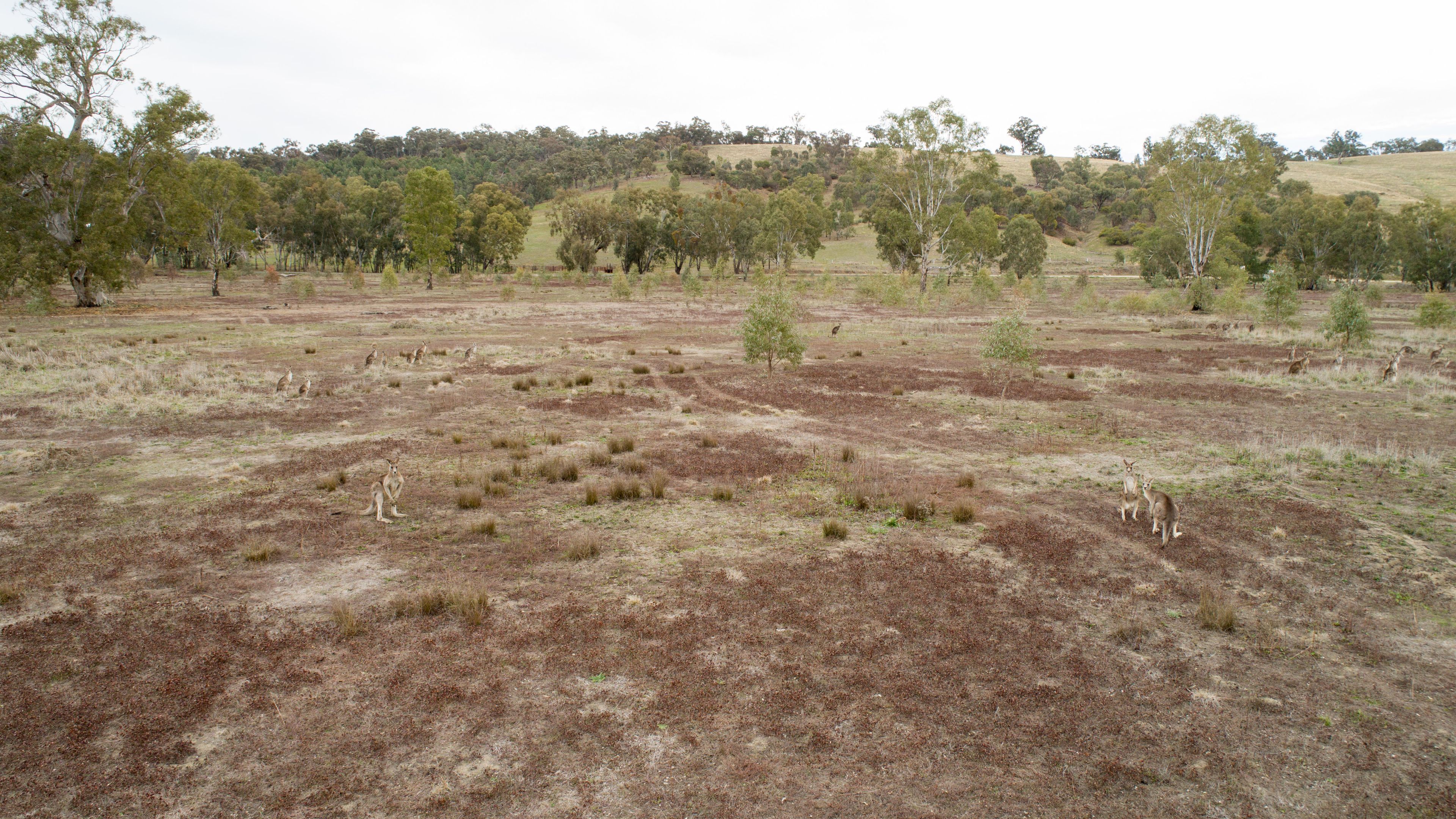 192 Roach Road, Moorong, NSW 2650