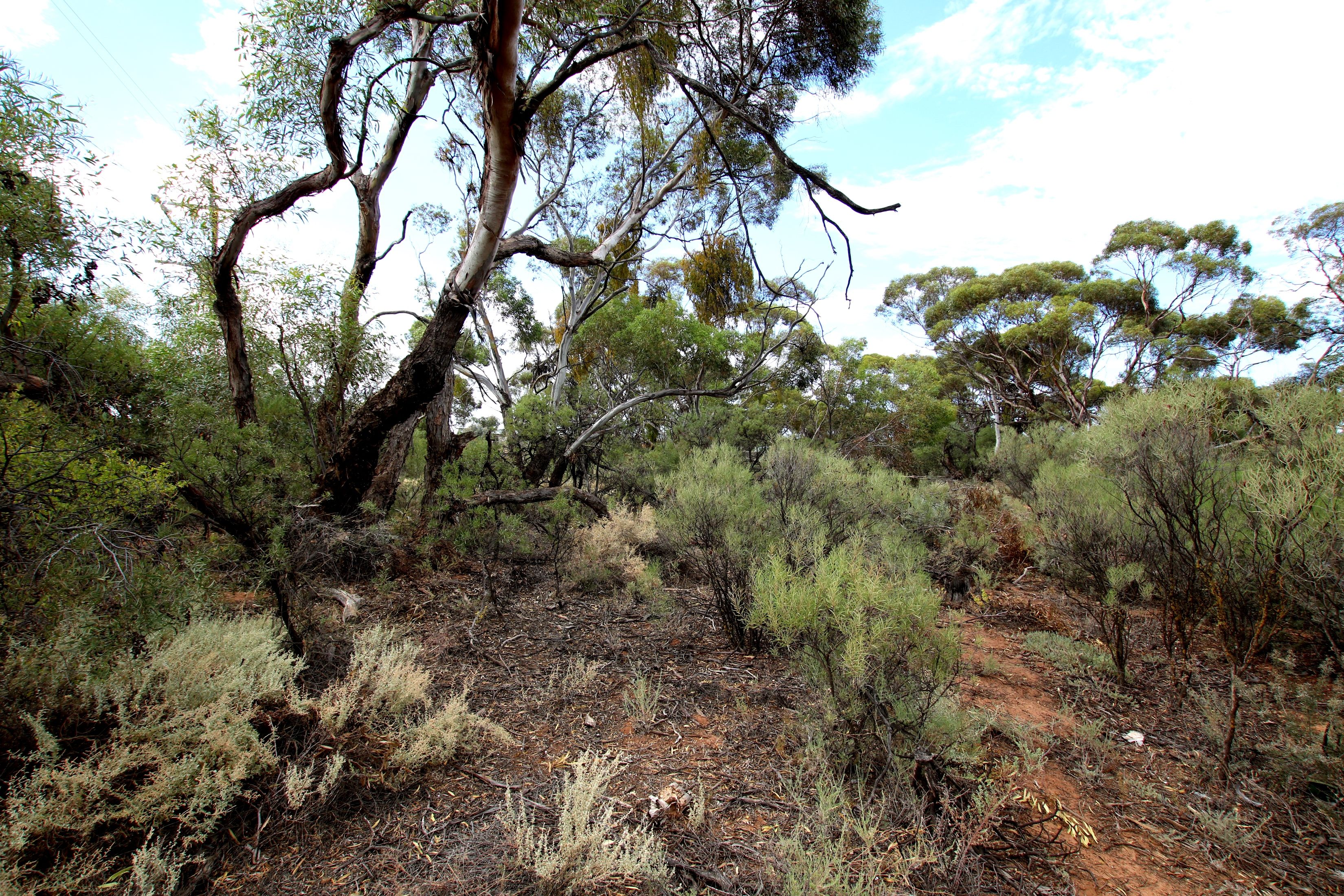 Lot 10 Henry Road, Kingston On Murray, SA 5331