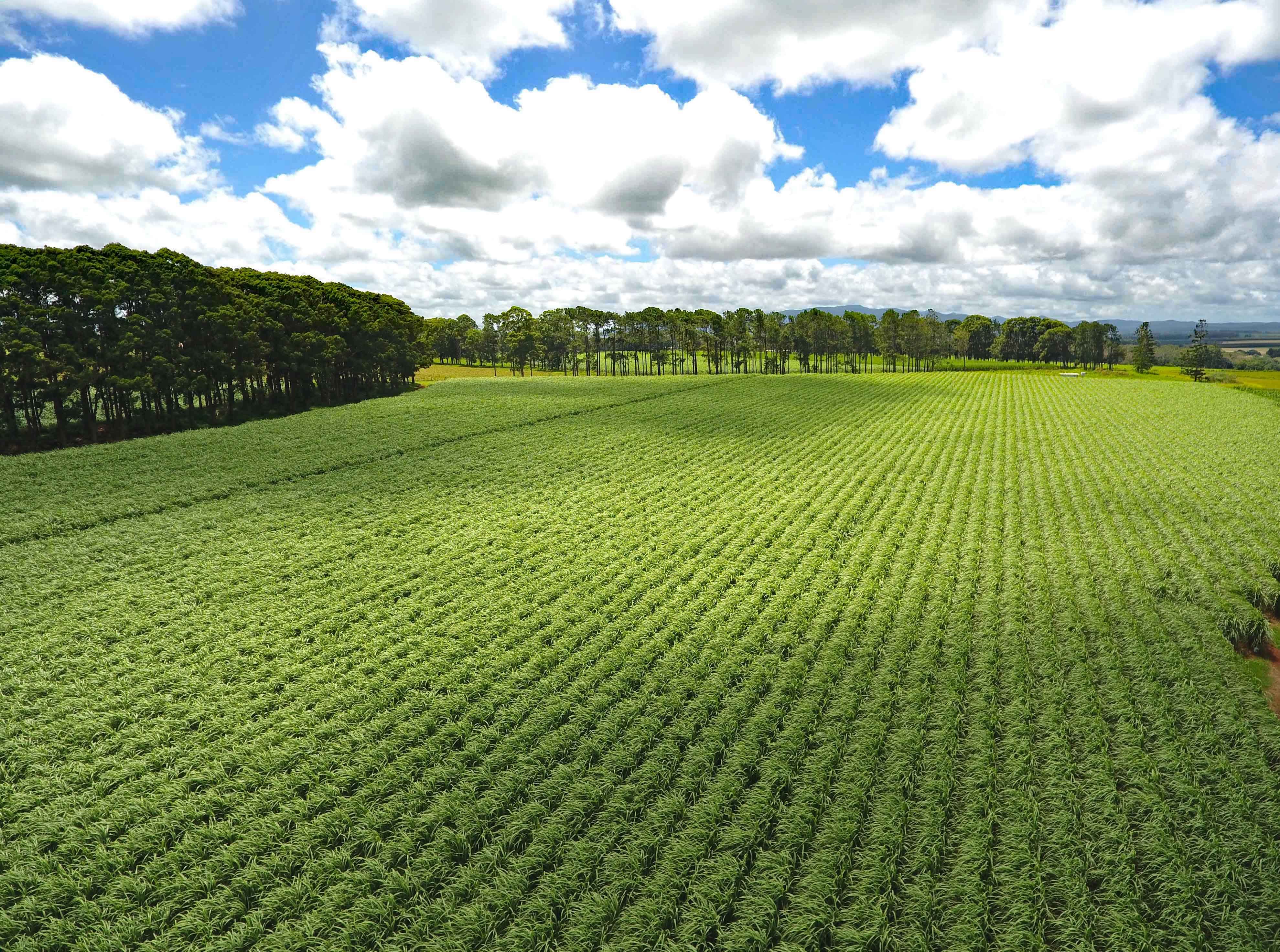 Tolga, QLD 4882 Rural Cropping Property for Sale Ray White Rural