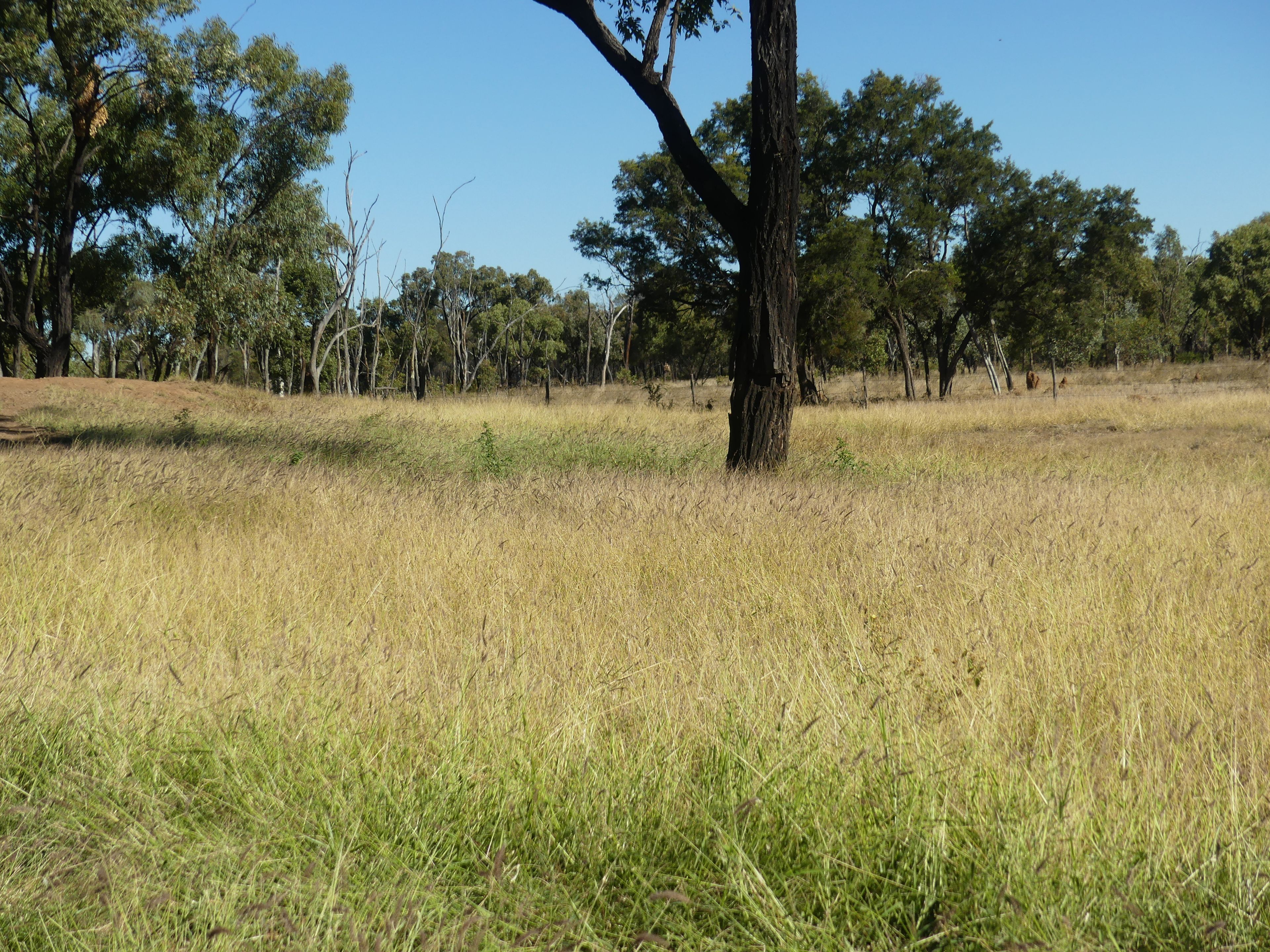 "Speculation" 6743 JerichoDunrobin Road, Jericho, QLD 4728 Rural