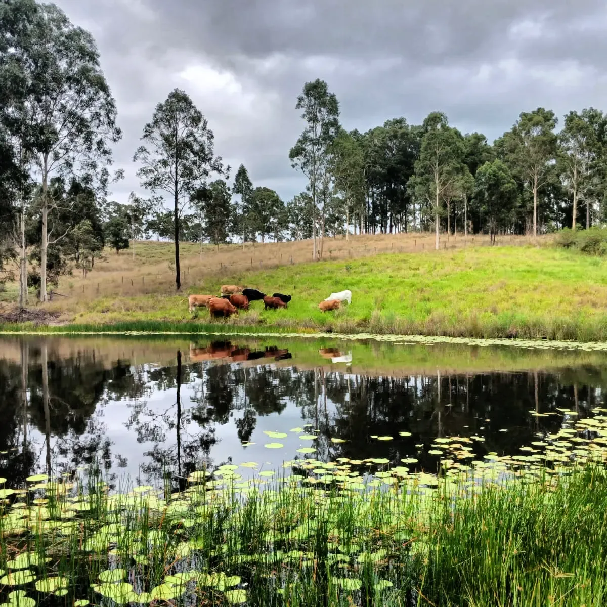 'The Mary Valley Farm' - A Rare Hinterland Legacy — photo 24 of 30