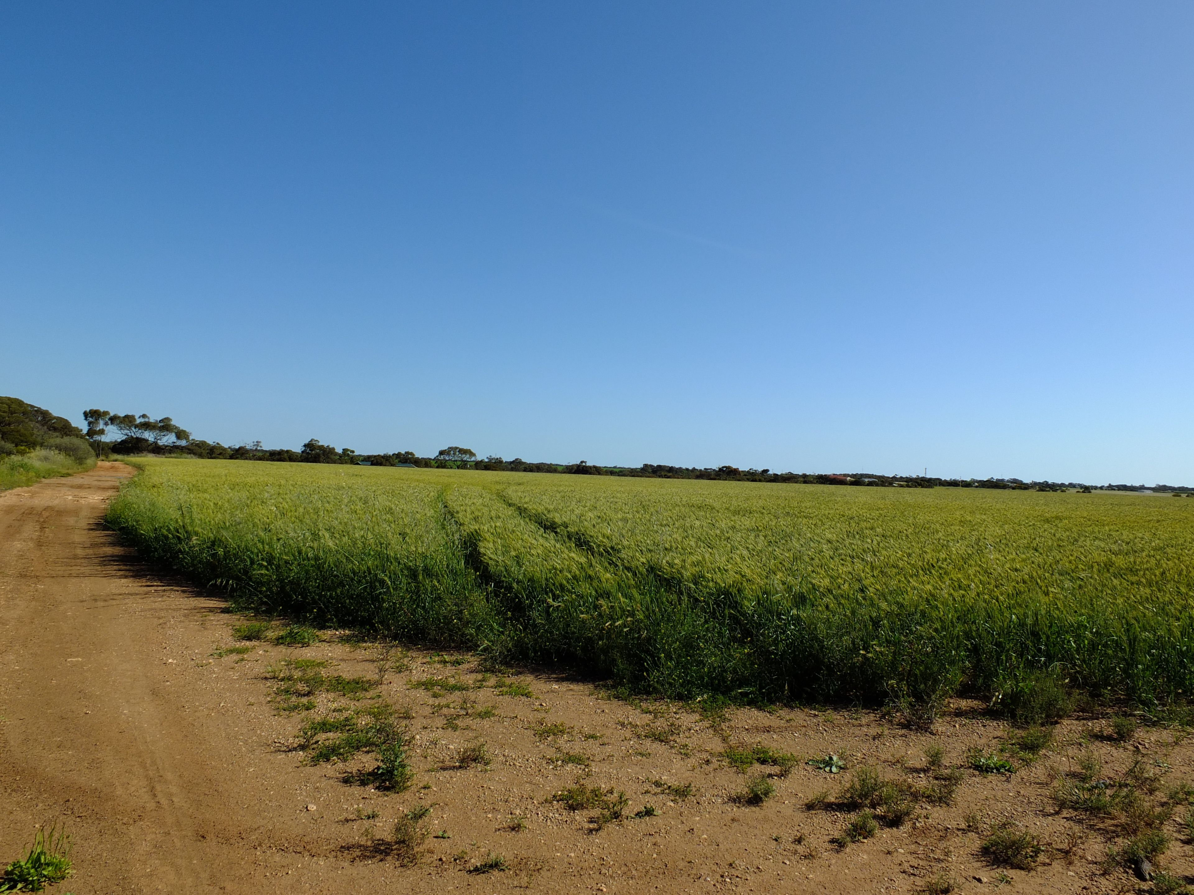 Sections 292 293 + 300 + 301 Manuel Road, Kadina, SA 5554