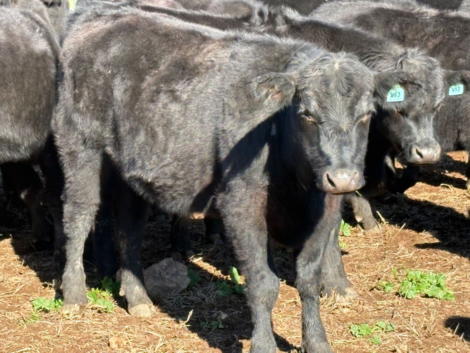Gloucester, NSW 2422