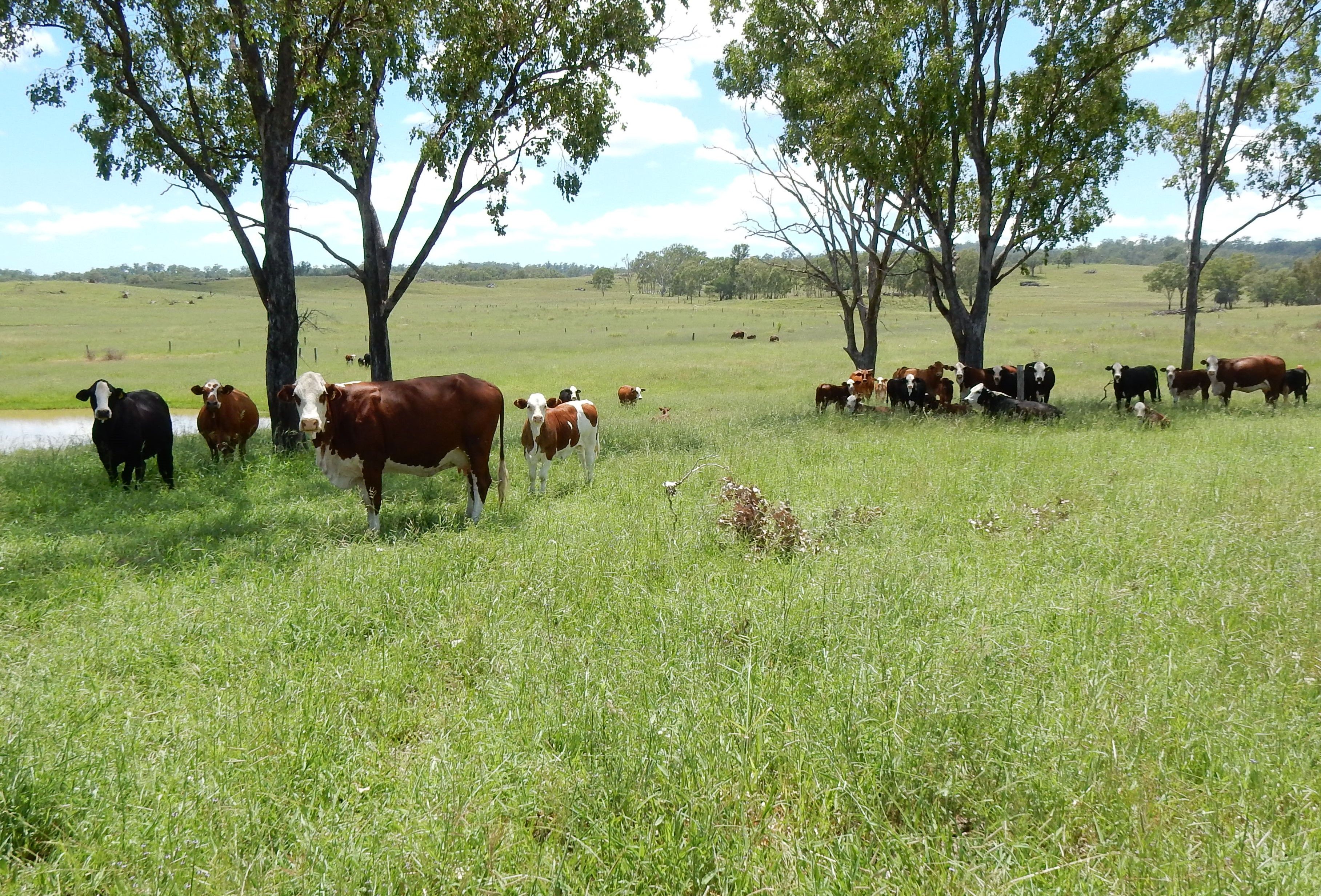 95 Monto Mount Perry Road, Tellebang, QLD 4630 Rural Property for Sale Ray White Biloela