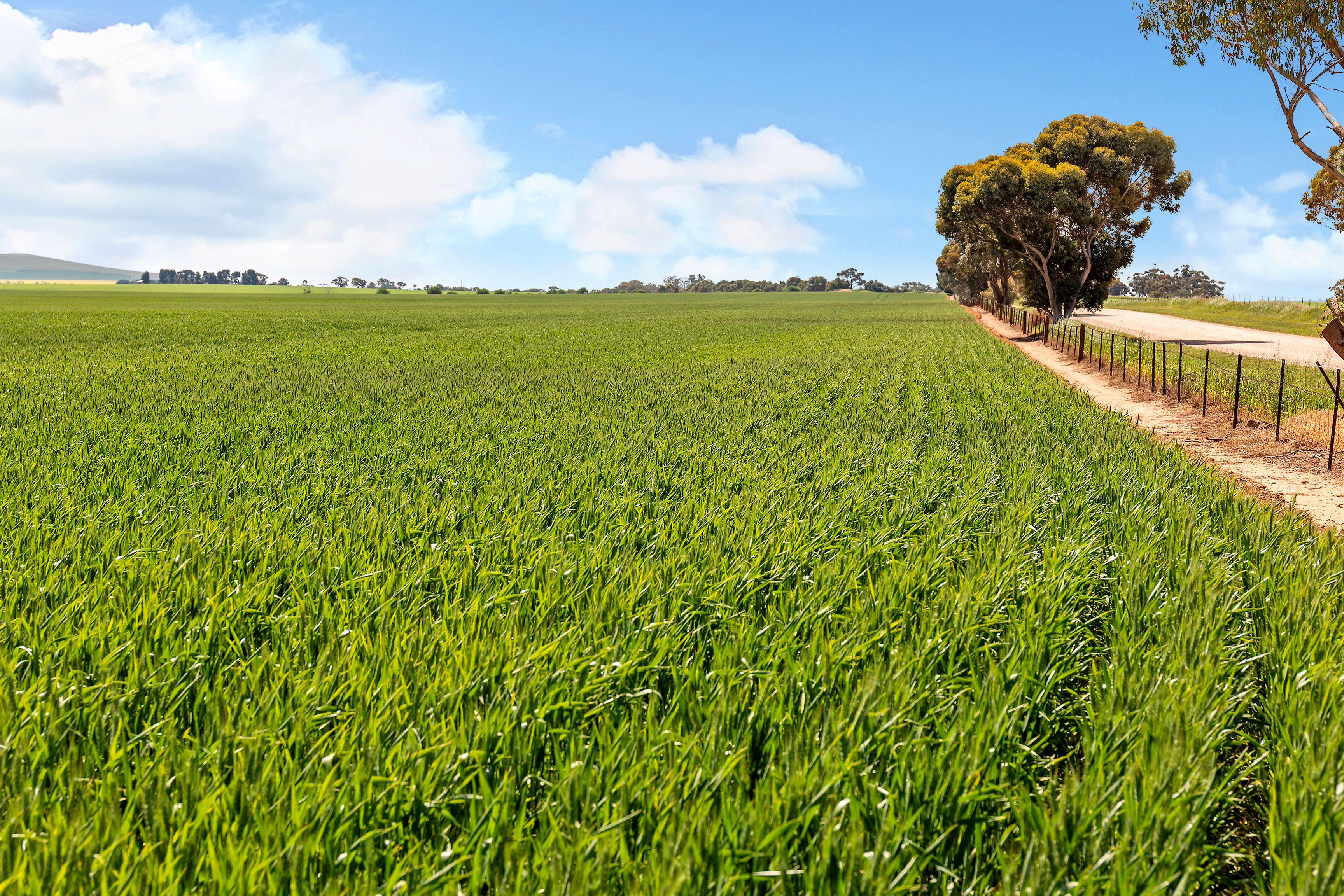 'Crawford Park' Road, SA 5472 Sold Rural Cropping Property