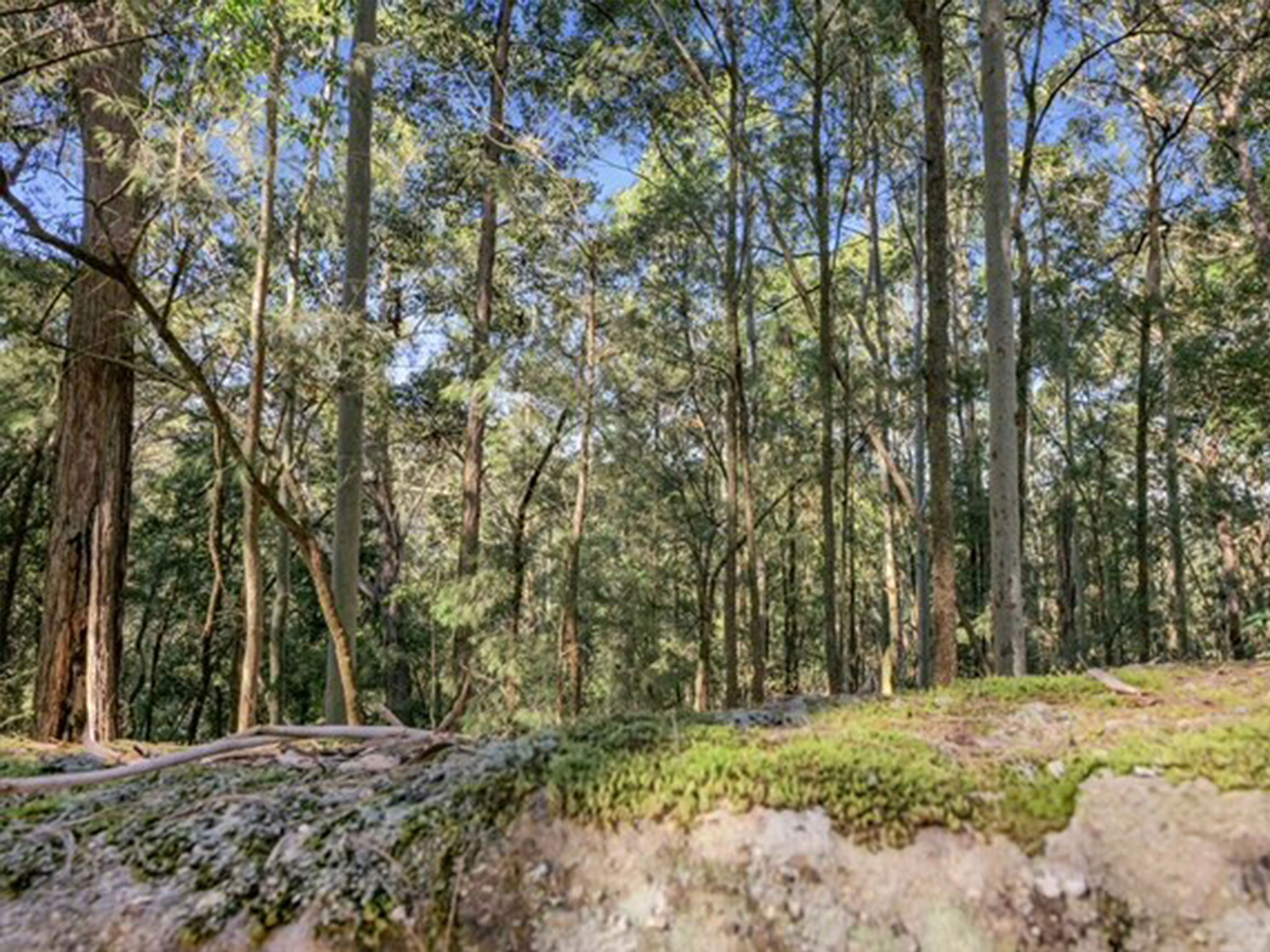 497 Toepfers Road, Wyee, NSW 2259 Rural Cropping Property for Sale