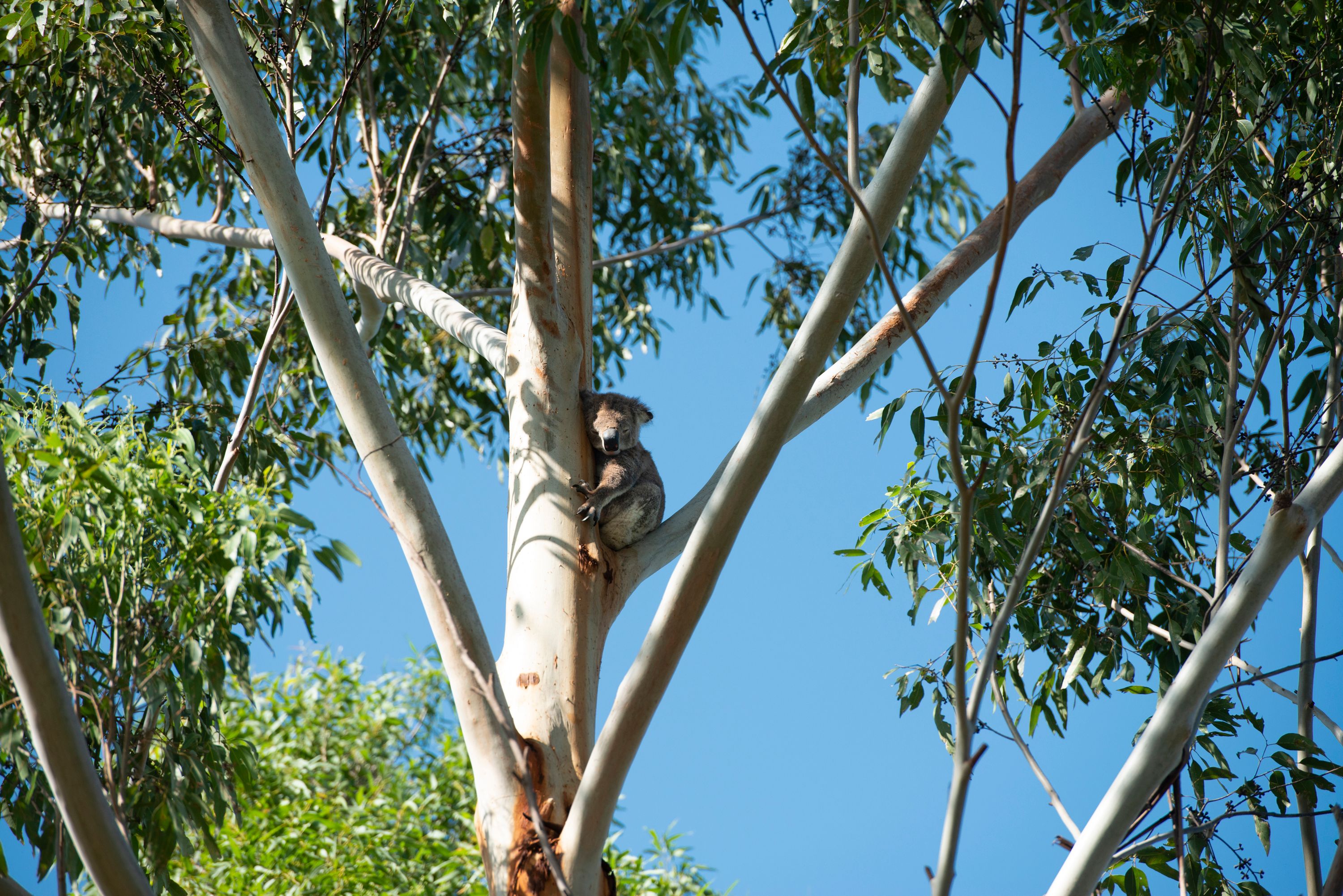 70 (Lot 112) King Valley Drive, Taree, NSW 2430 Land for Sale Ray